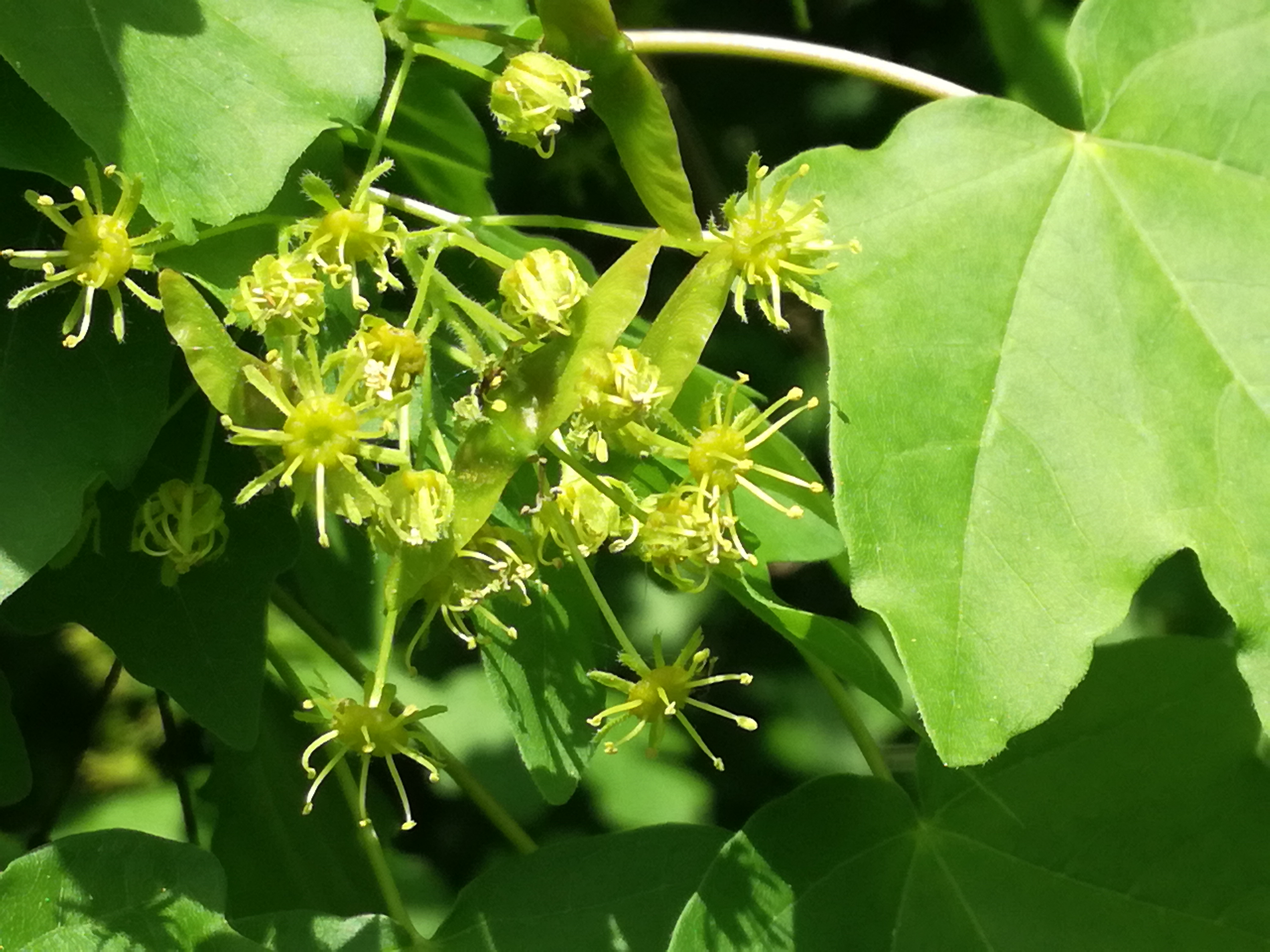 29042018173103 3547 art 389 img 20180429 103019