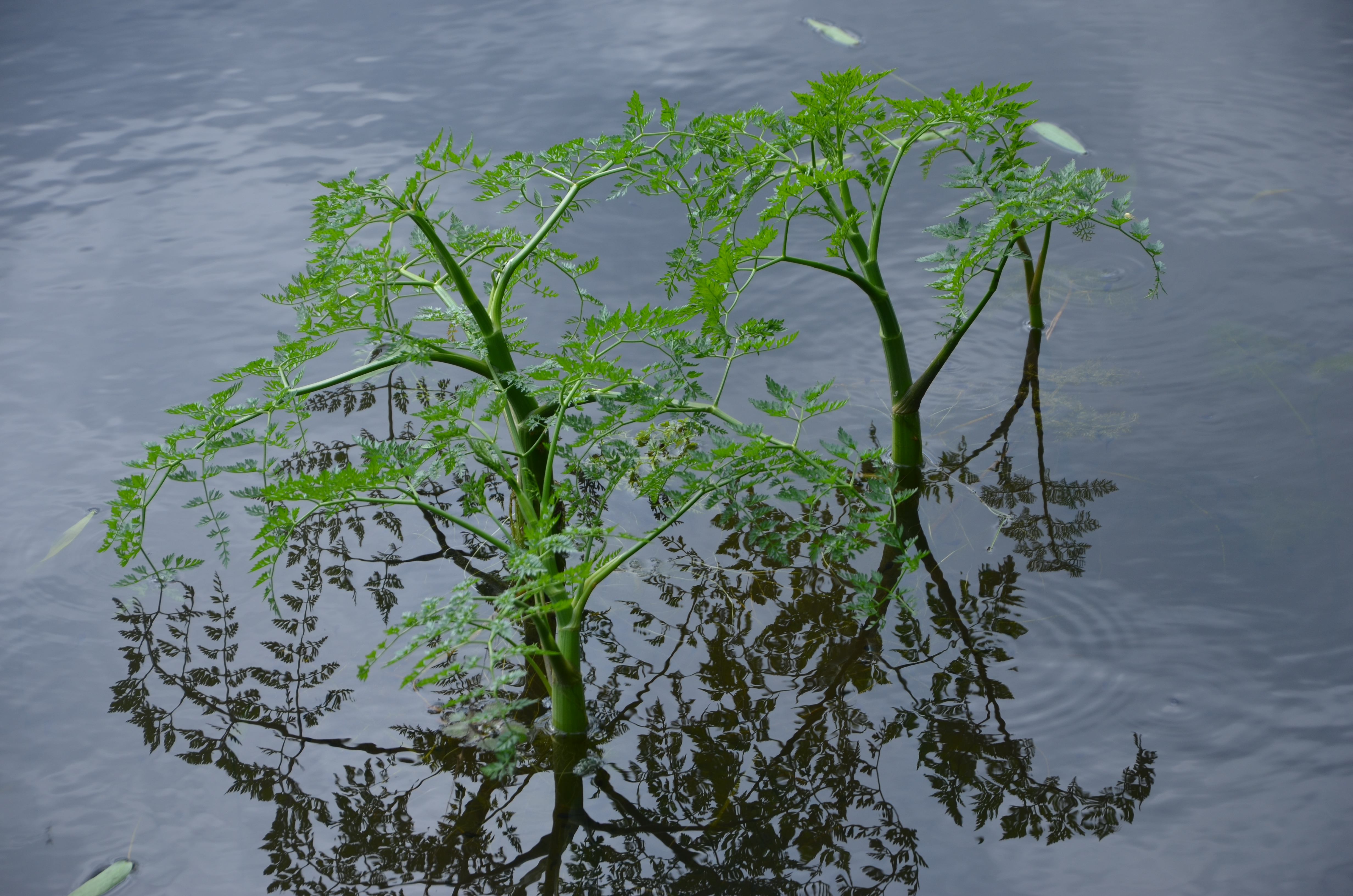 29052013201248 802 art 737 dsc 5672