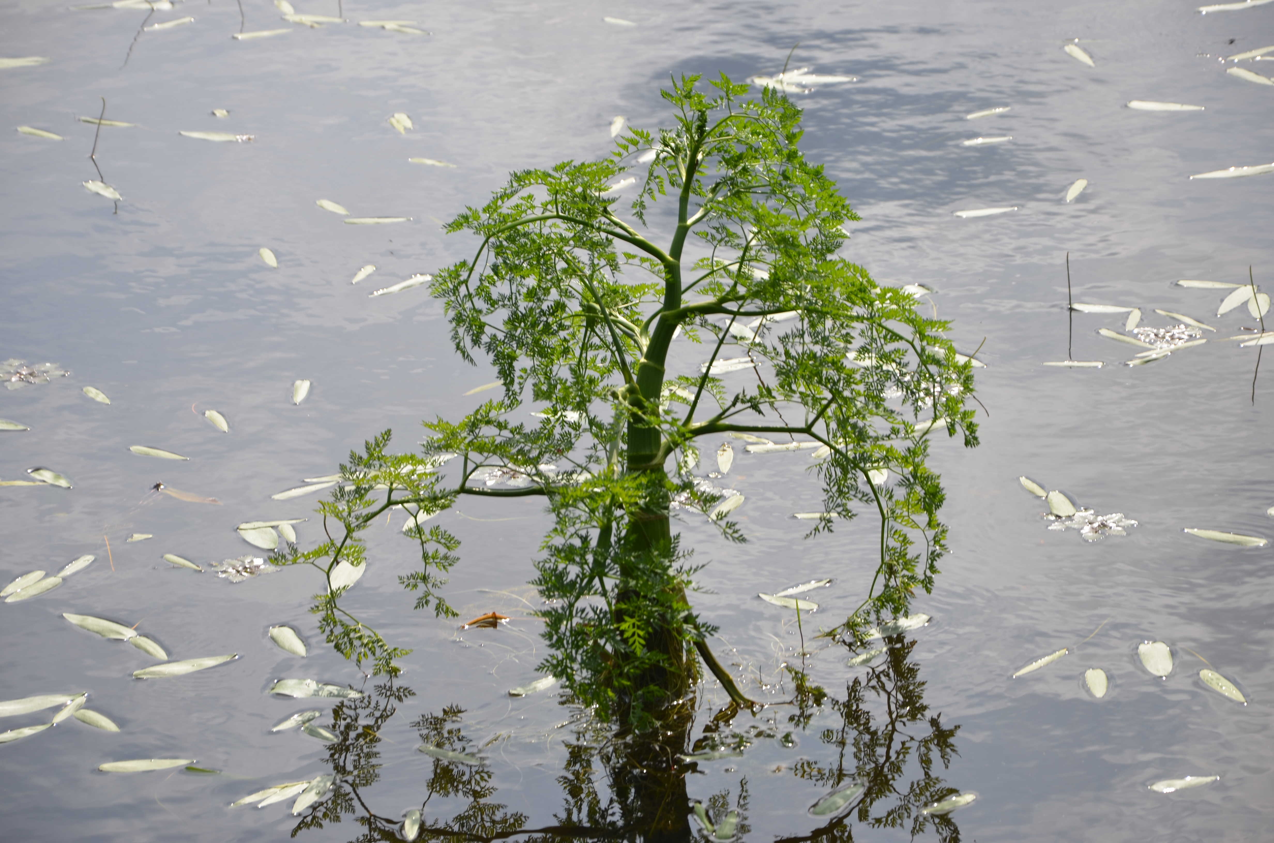 29052013201457 803 art 737 dsc 5678