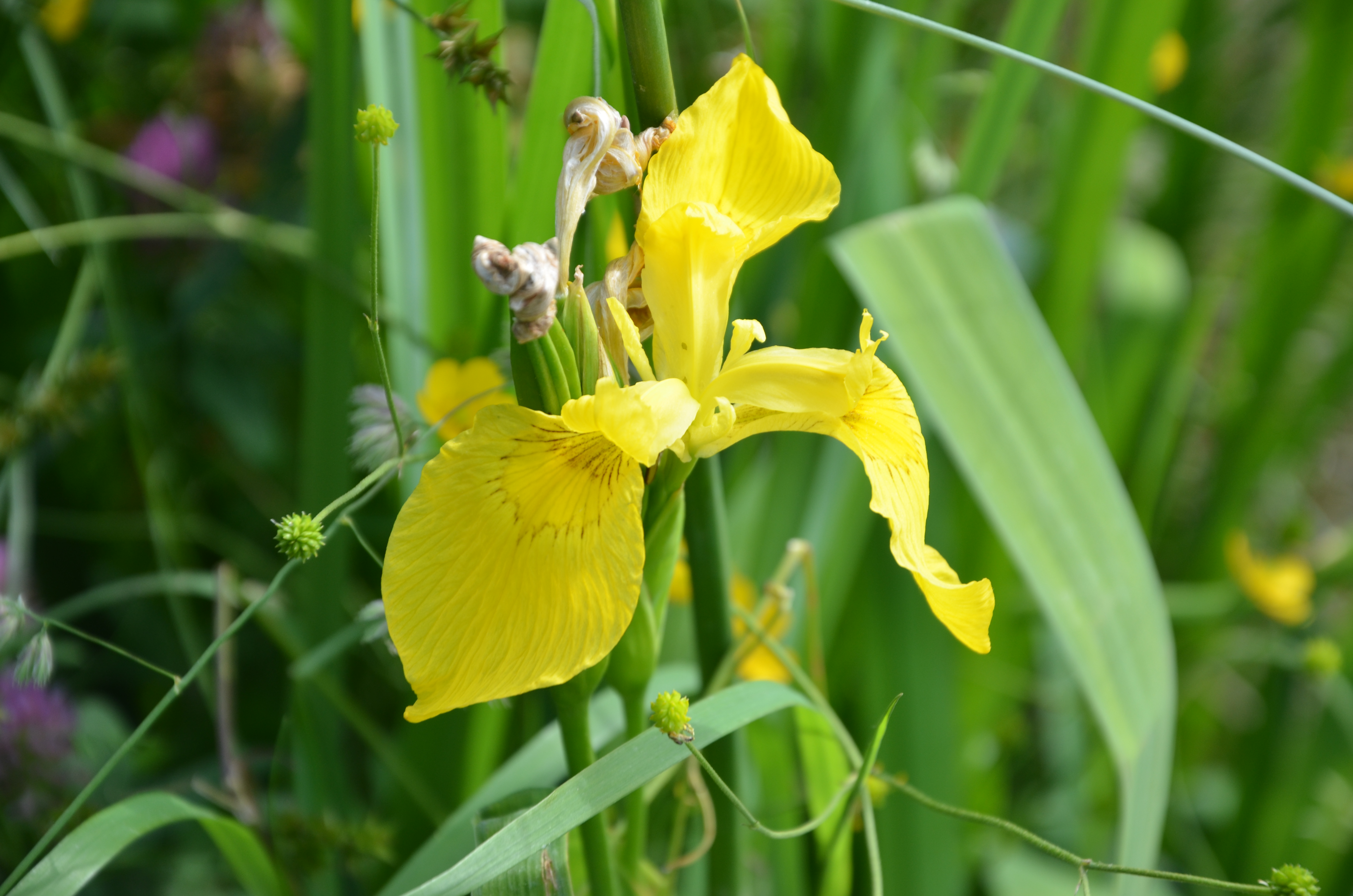 29052013201705 804 art 206 dsc 5679