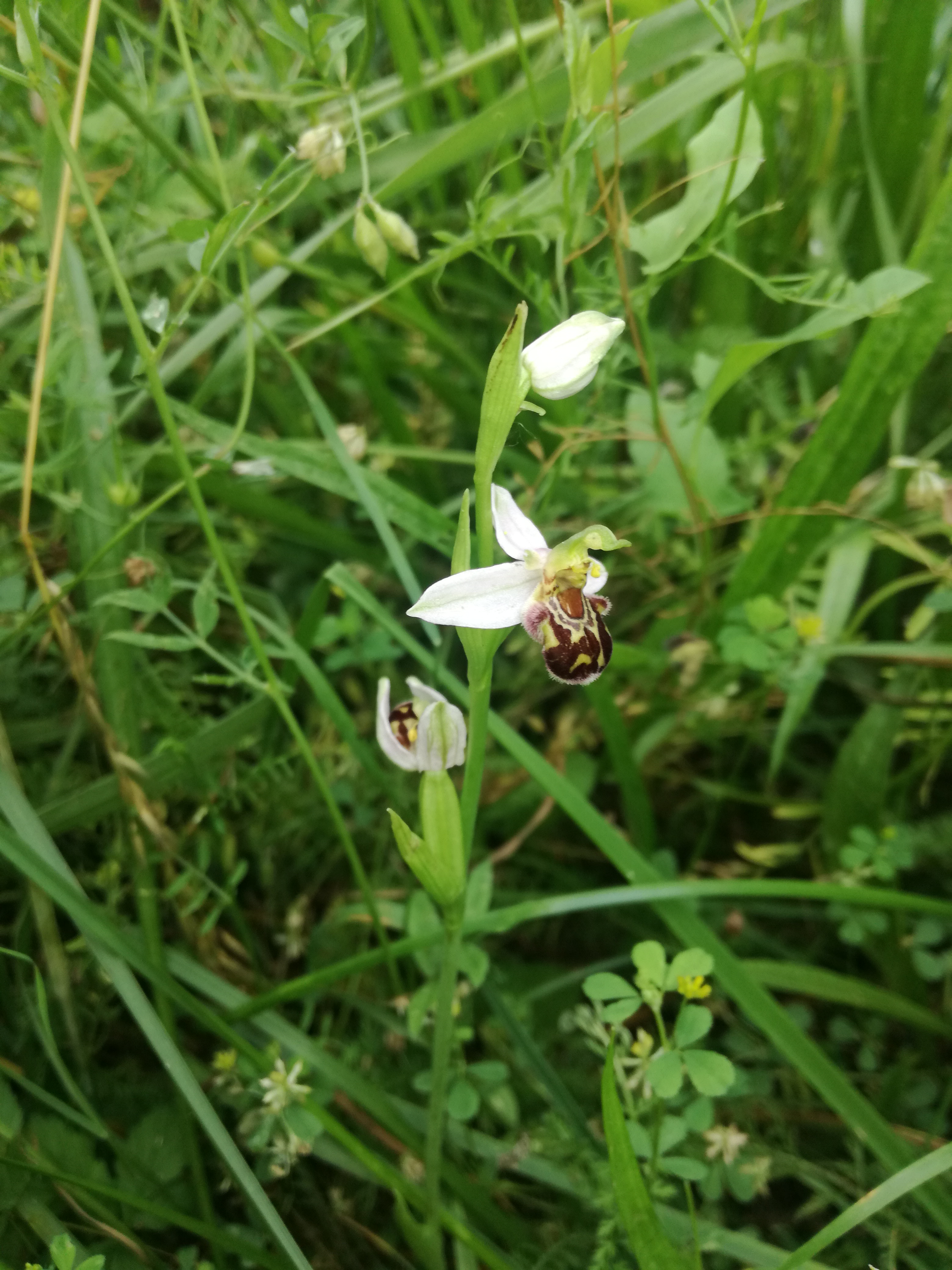 29052018221149 3693 art 2225 img 20180529 144646