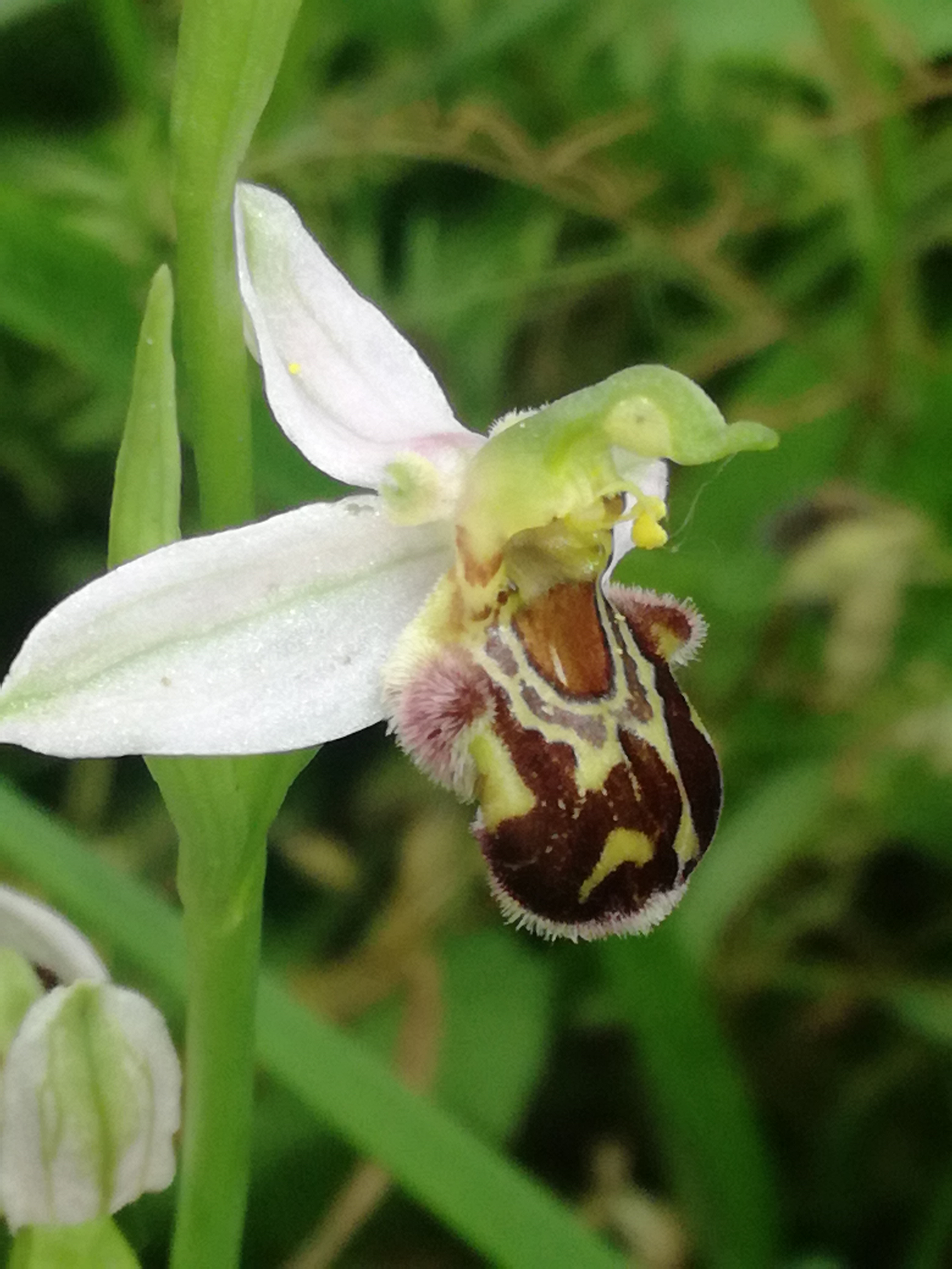 29052018221249 3694 art 2225 img 20180529 144657