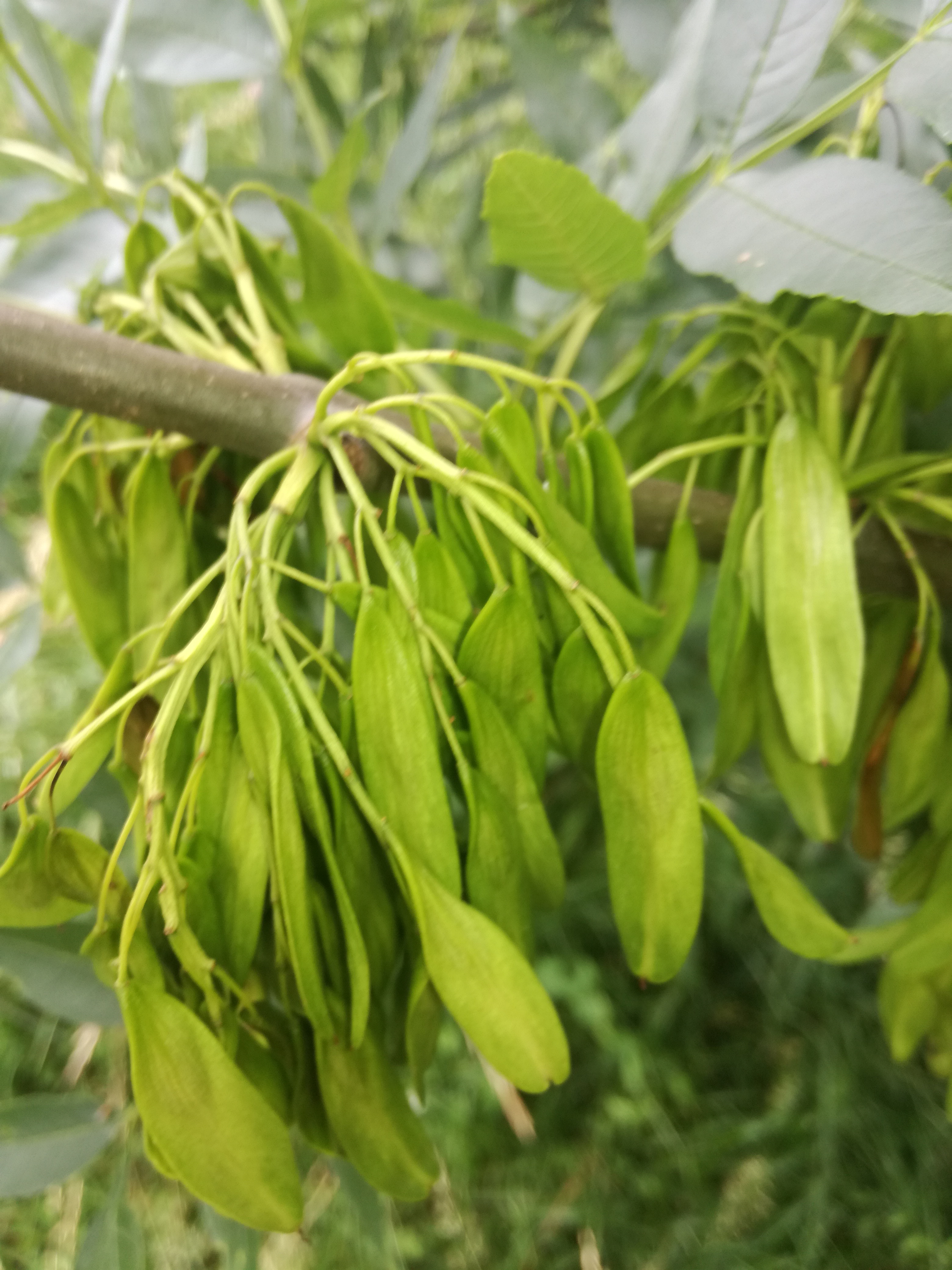 29052018221544 3695 art 209 img 20180529 145231