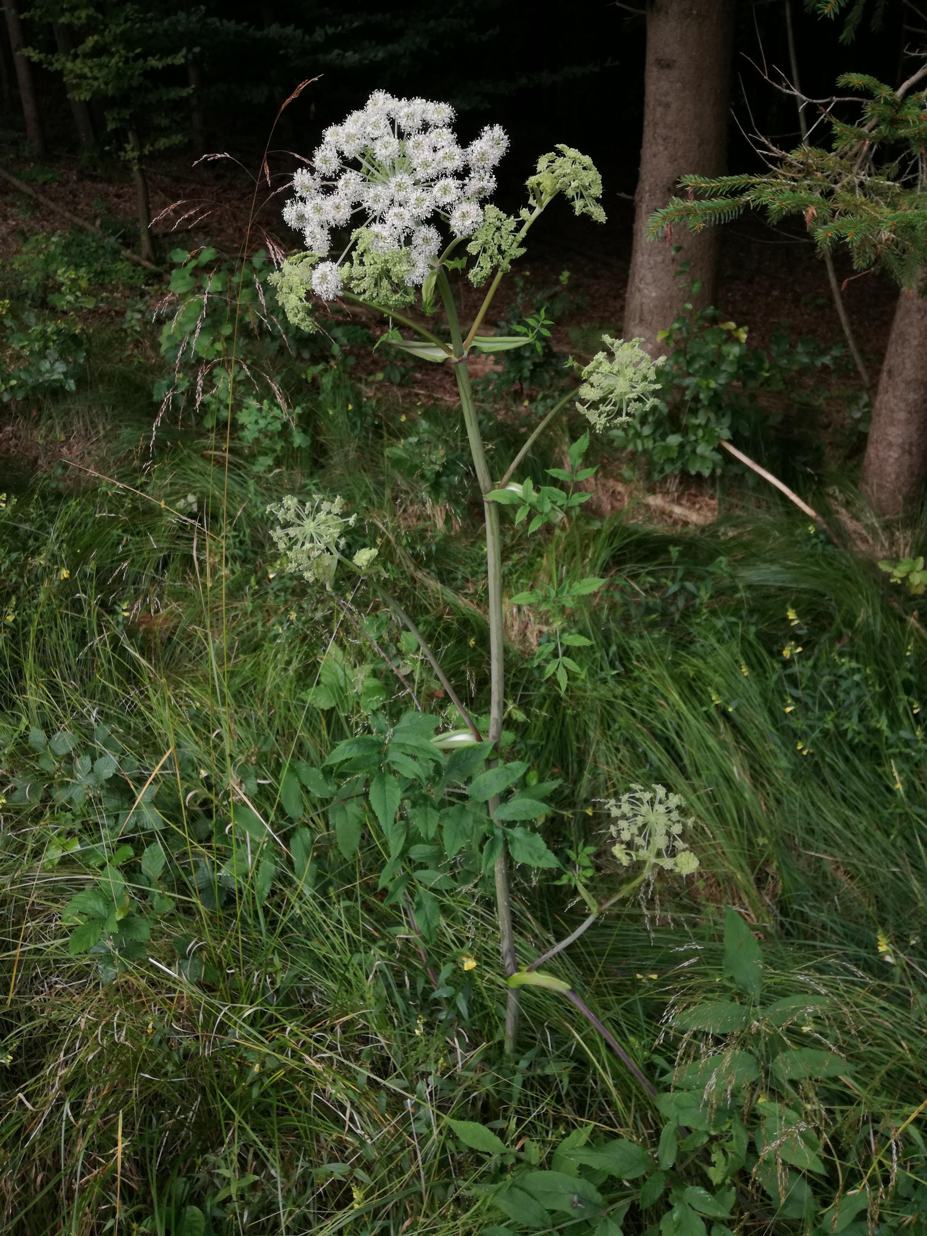 29072016122546 2870 art 1496 img 20160728 083843