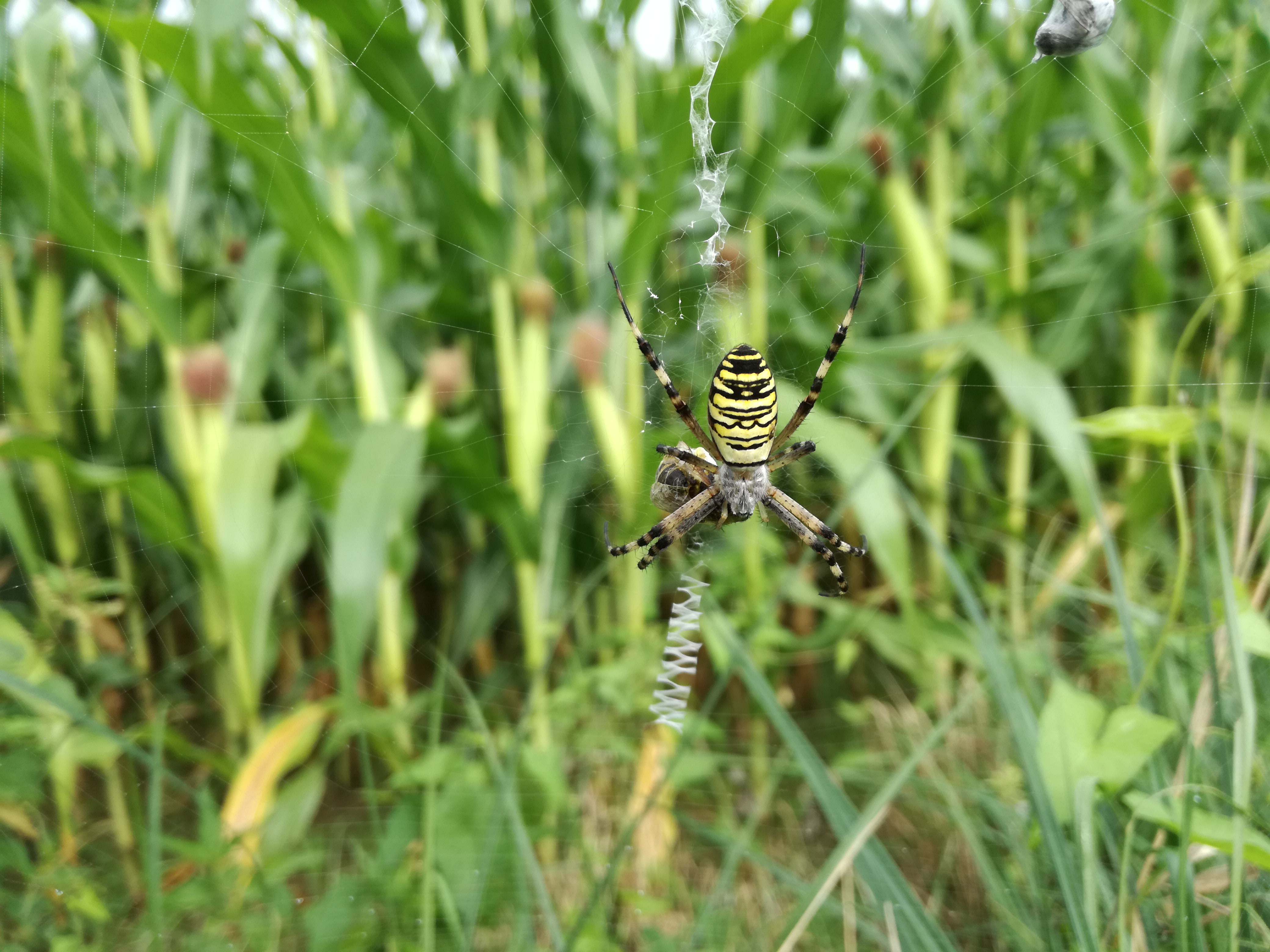 29072016123008 2871 art 741 img 20160728 090624