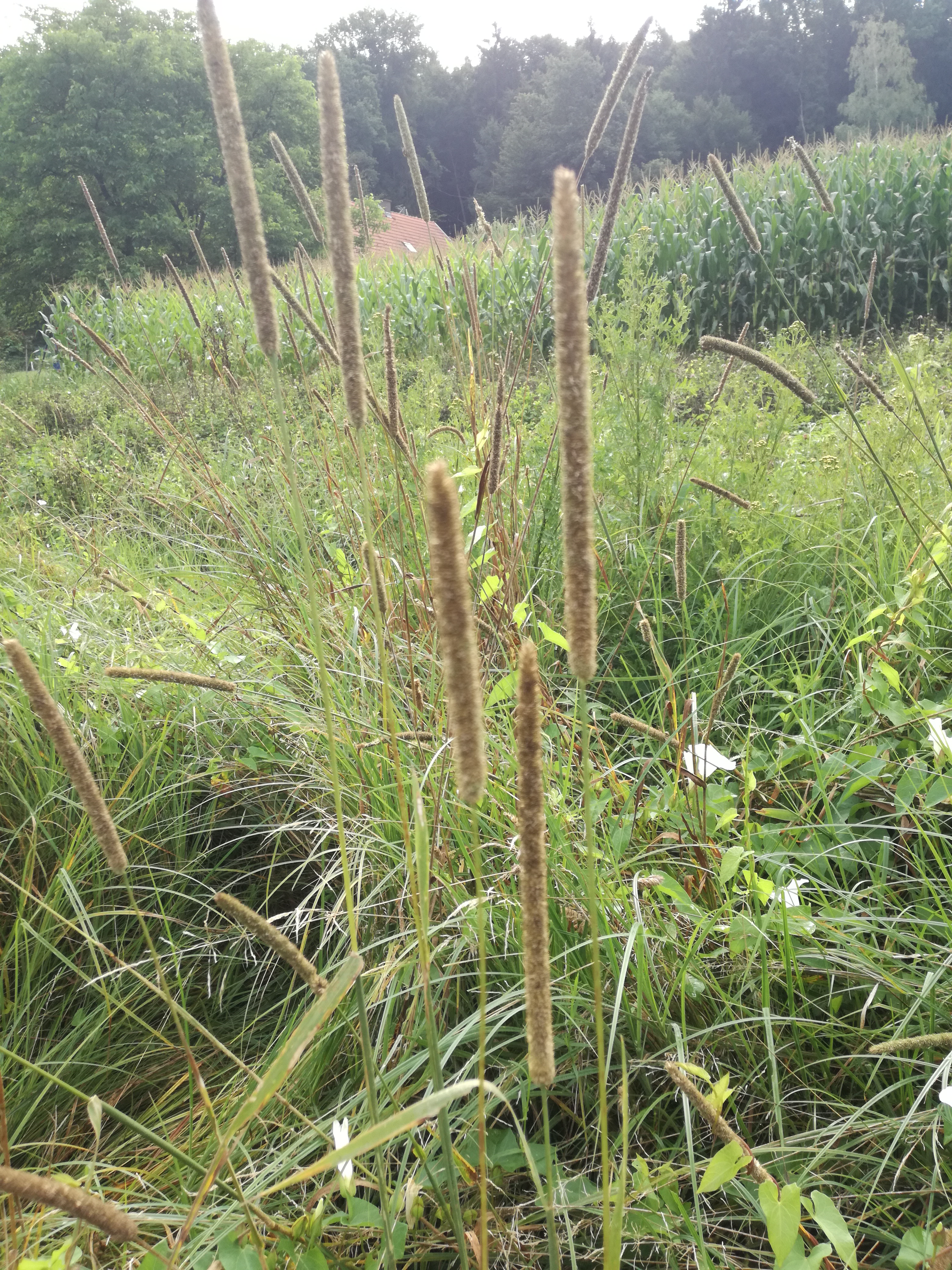 29072016125903 2872 art 1775 img 20160728 090716