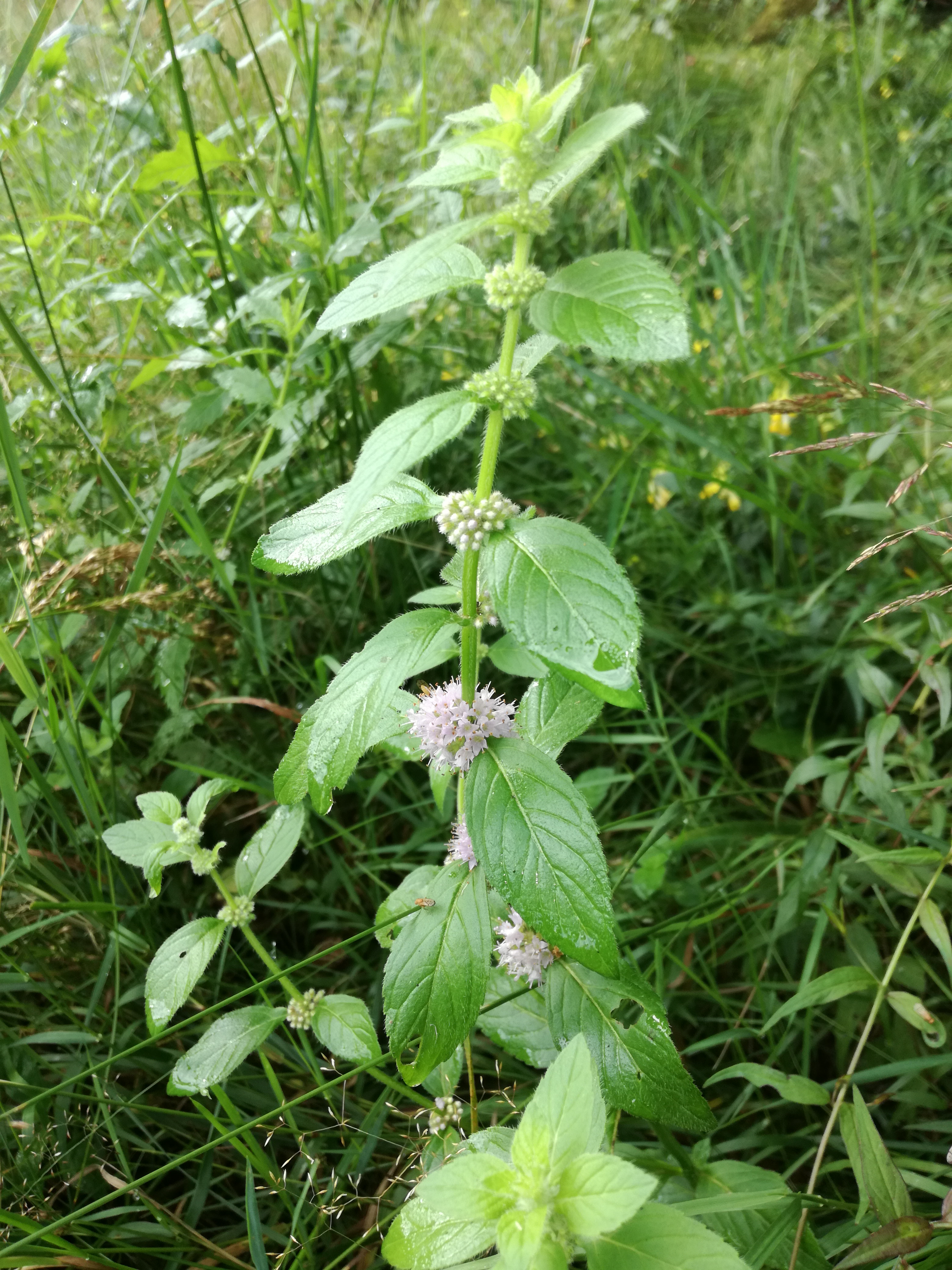 29072016131222 2873 art 1776 img 20160728 083747