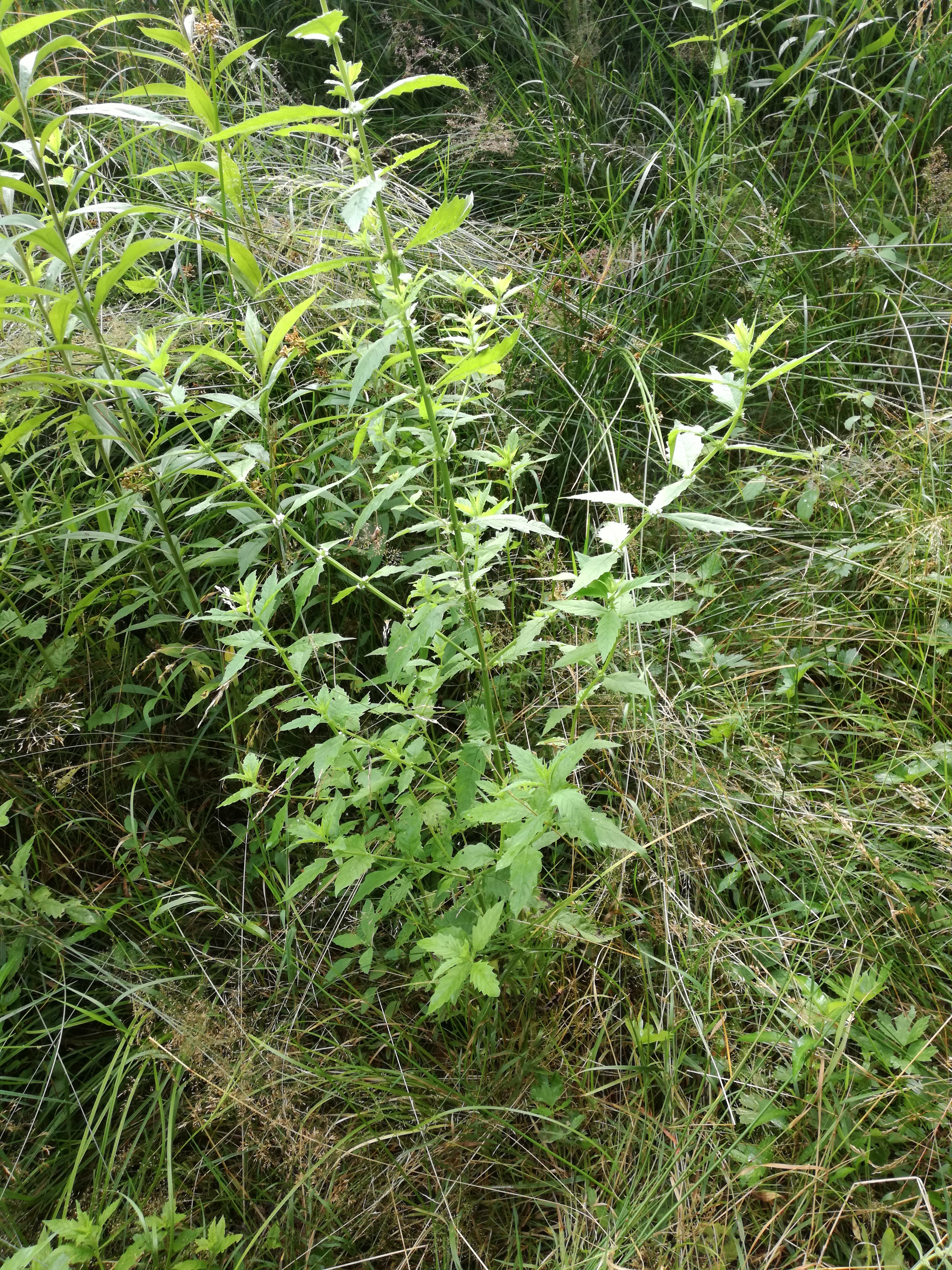 29072016133046 2874 art 1777 img 20160728 083817