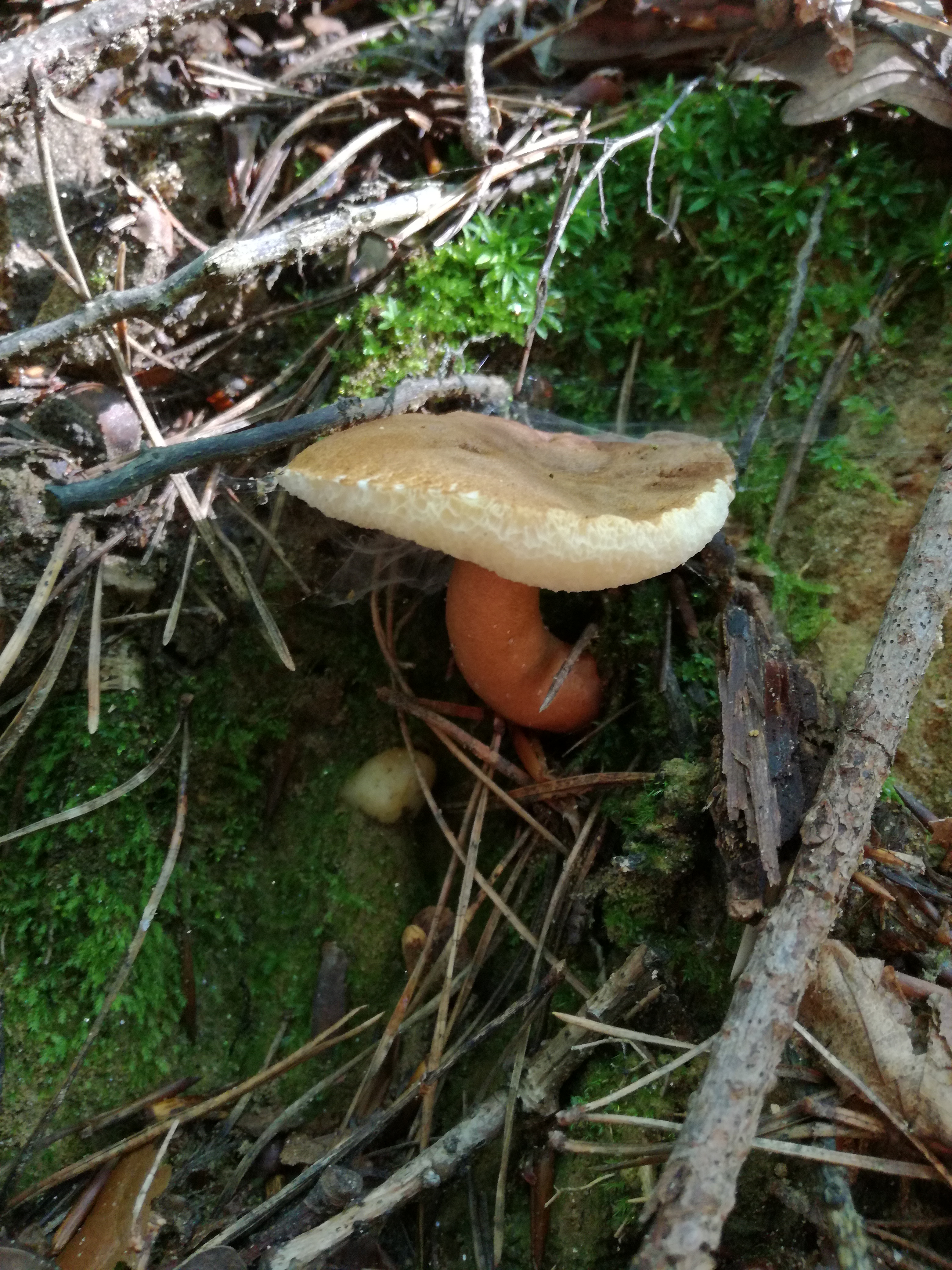 29072016135614 2875 art 722 gyroporus castaneus 2