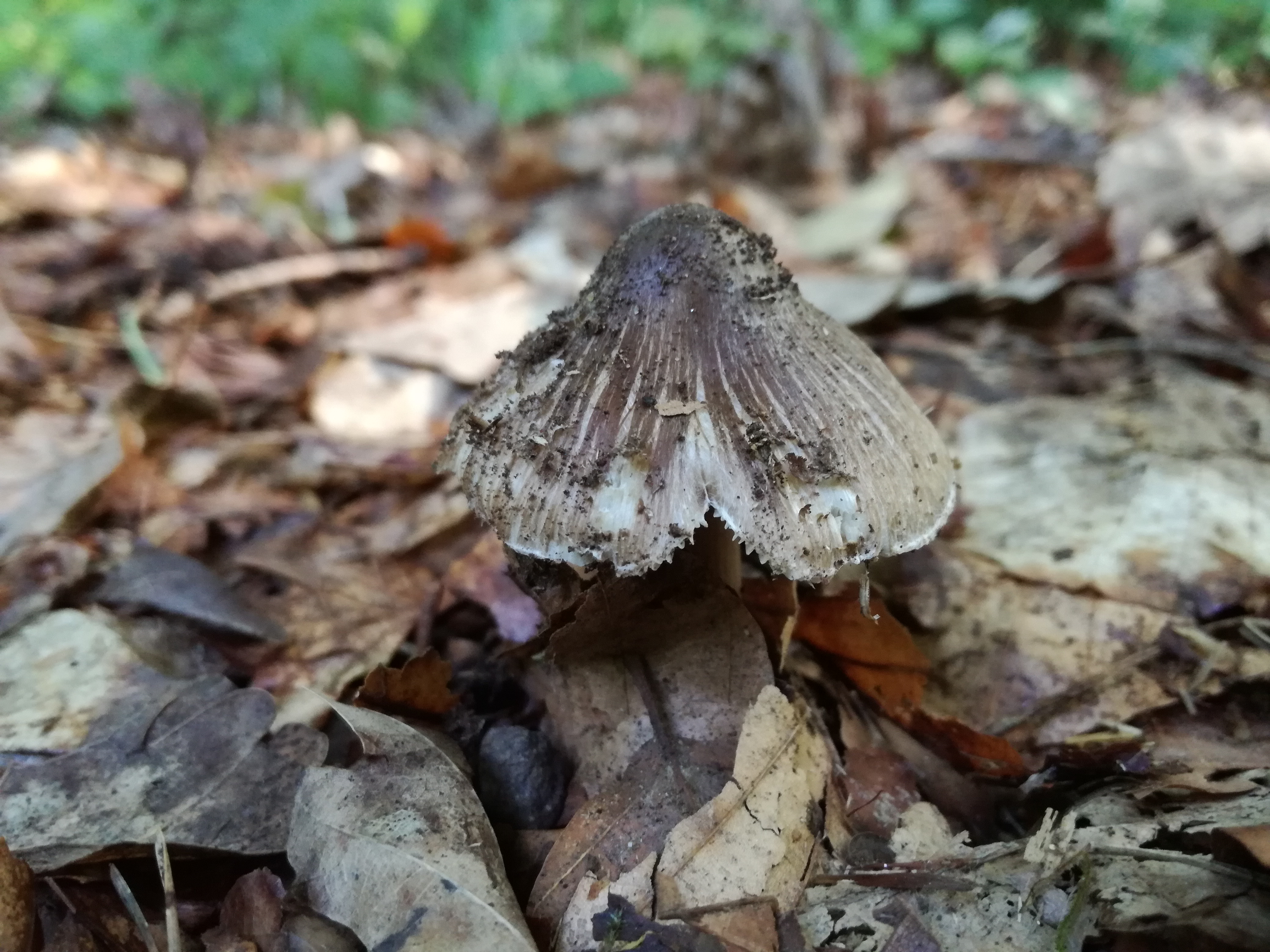 29072016135837 2876 art 788 inocybe asterospora 2