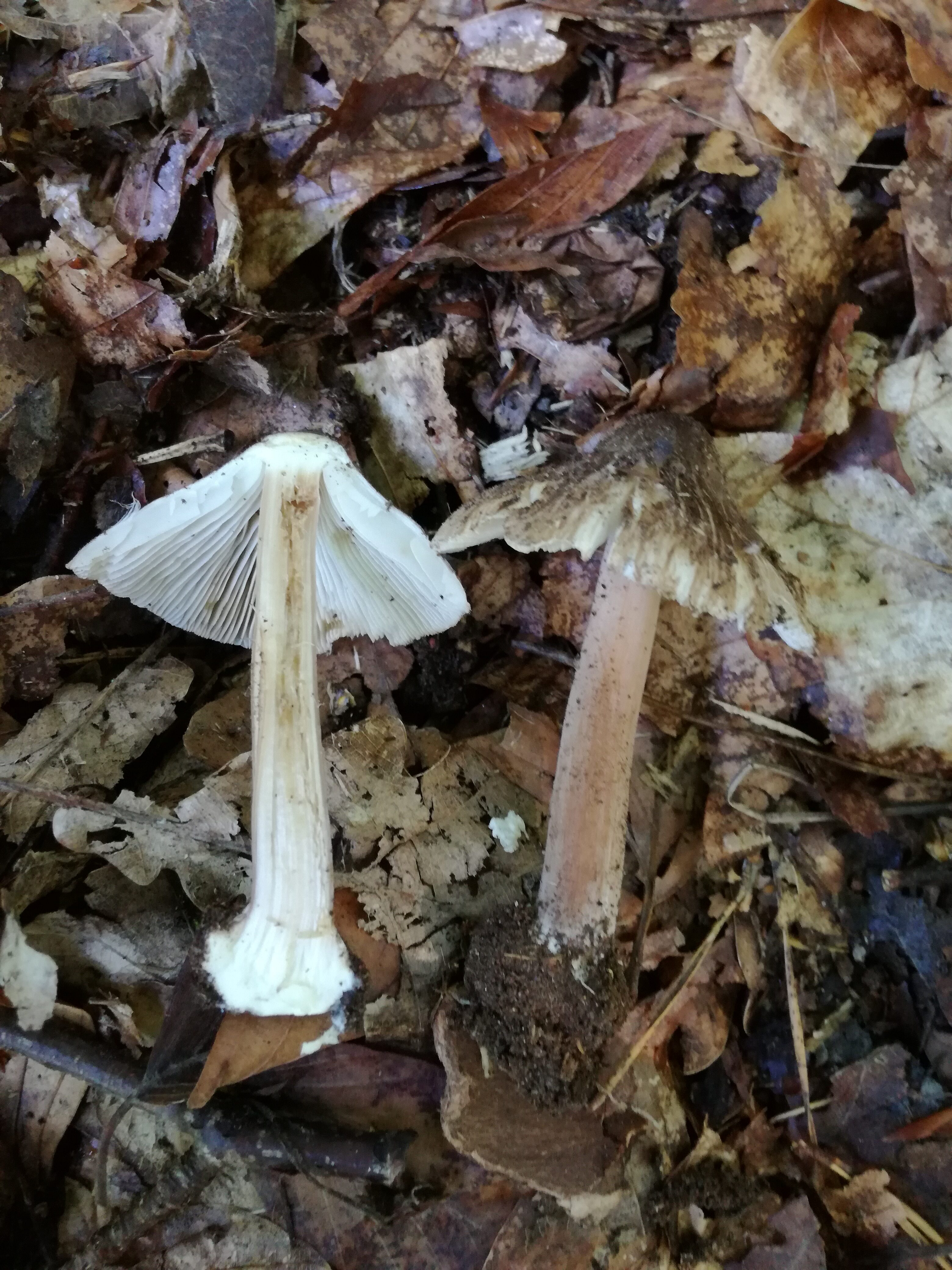 29072016140025 2877 art 788 inocybe asterospora 1