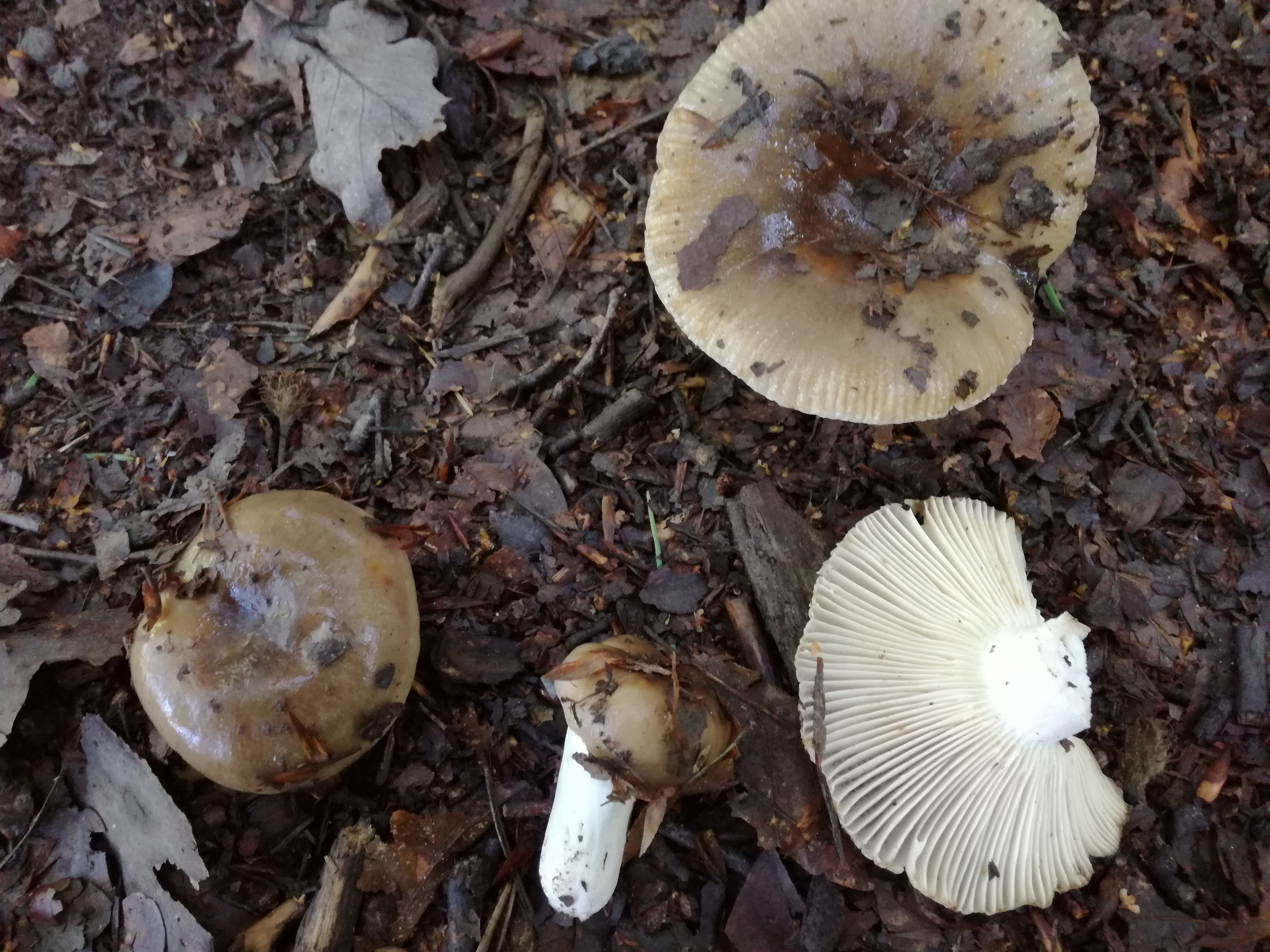 29072016141805 2878 art 1778 russula amoenolens sehr scharf