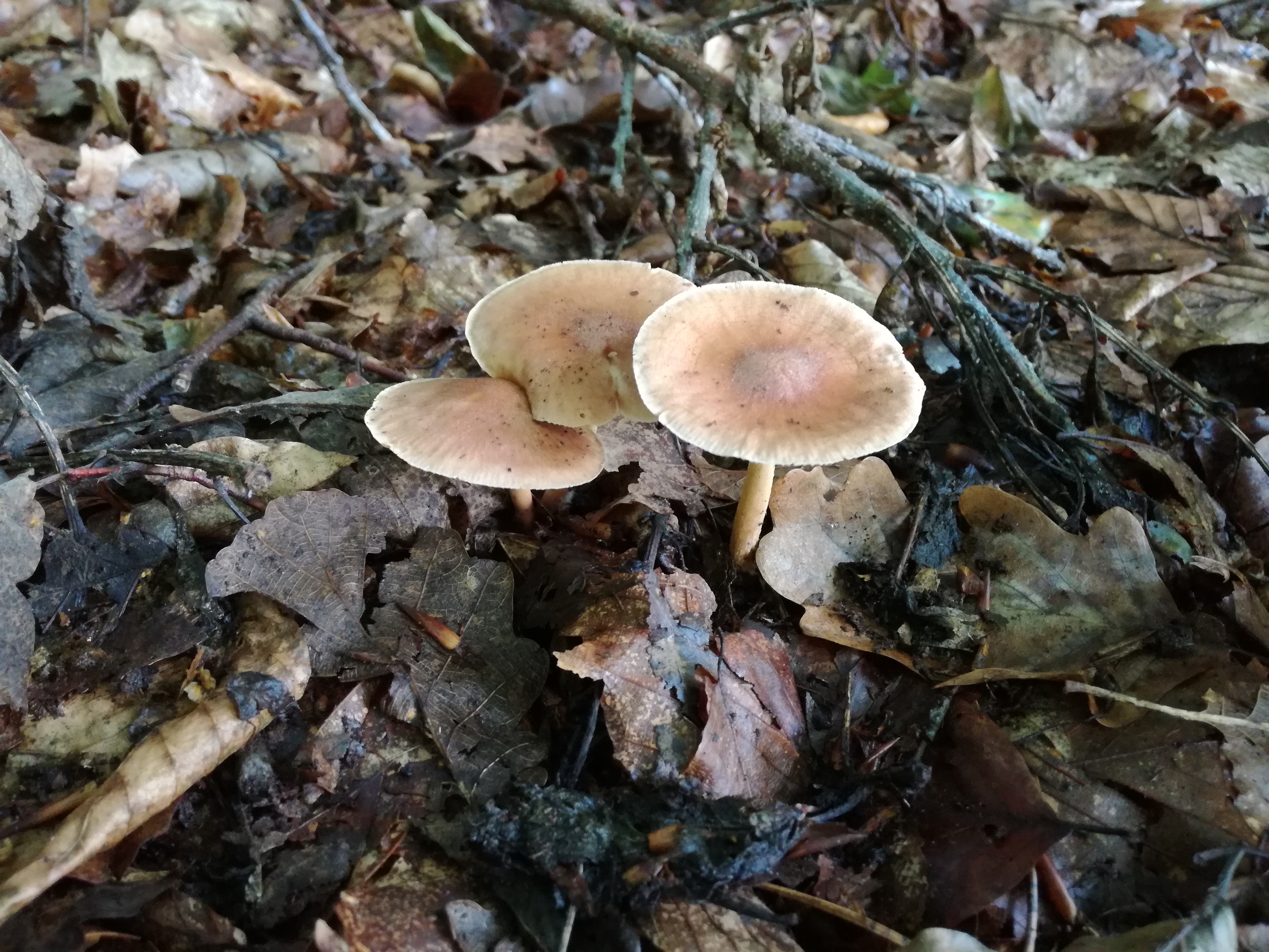 29072016144056 2879 art 1779 gymnopus peronatus