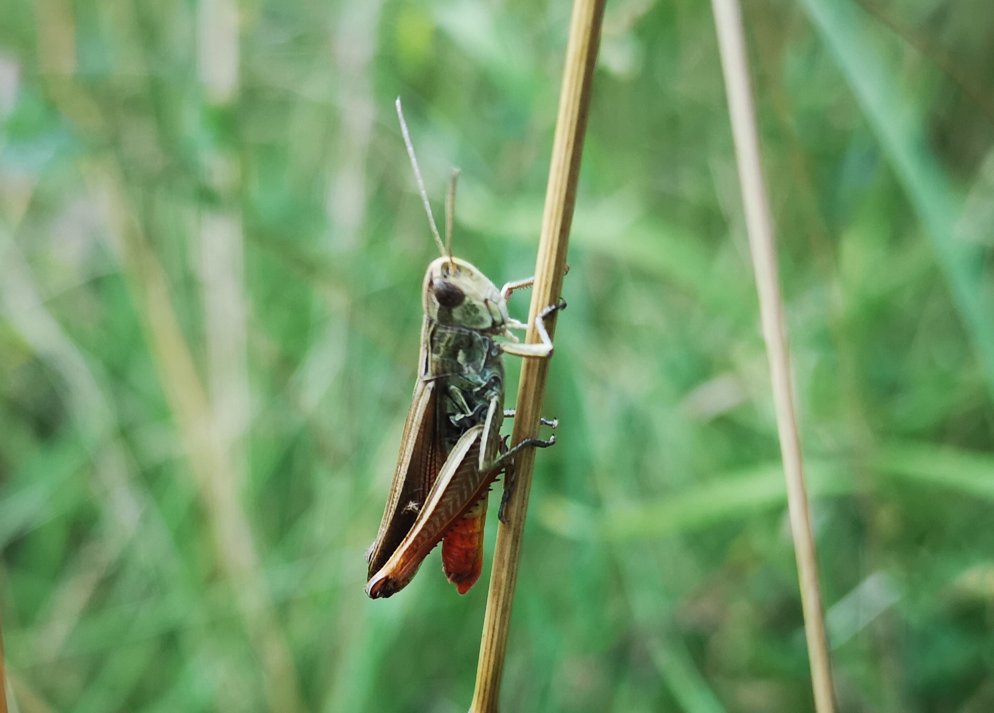 29072018181003 3839 art 2280 brunnes seite