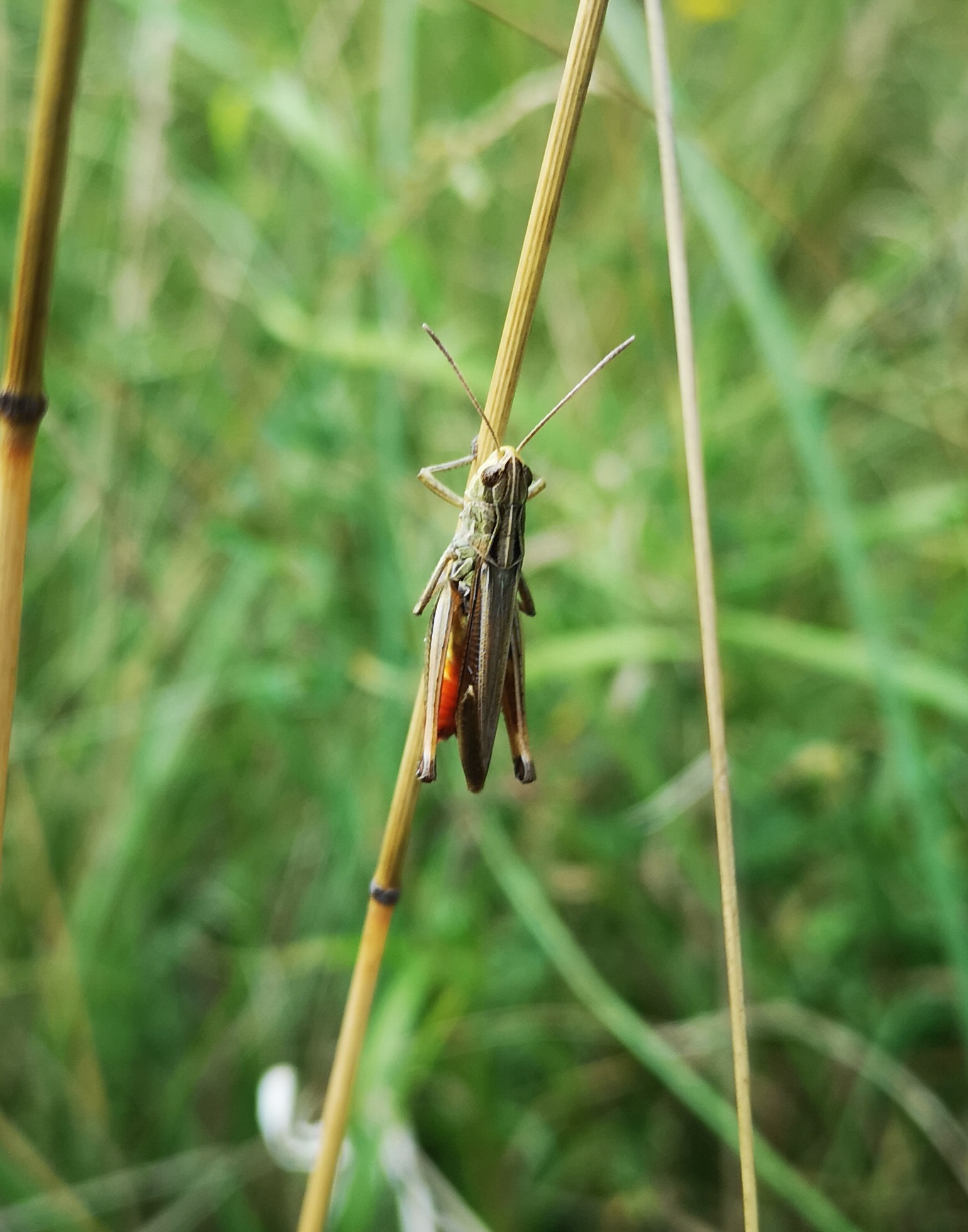 29072018181056 3840 art 2280 brunneus oben