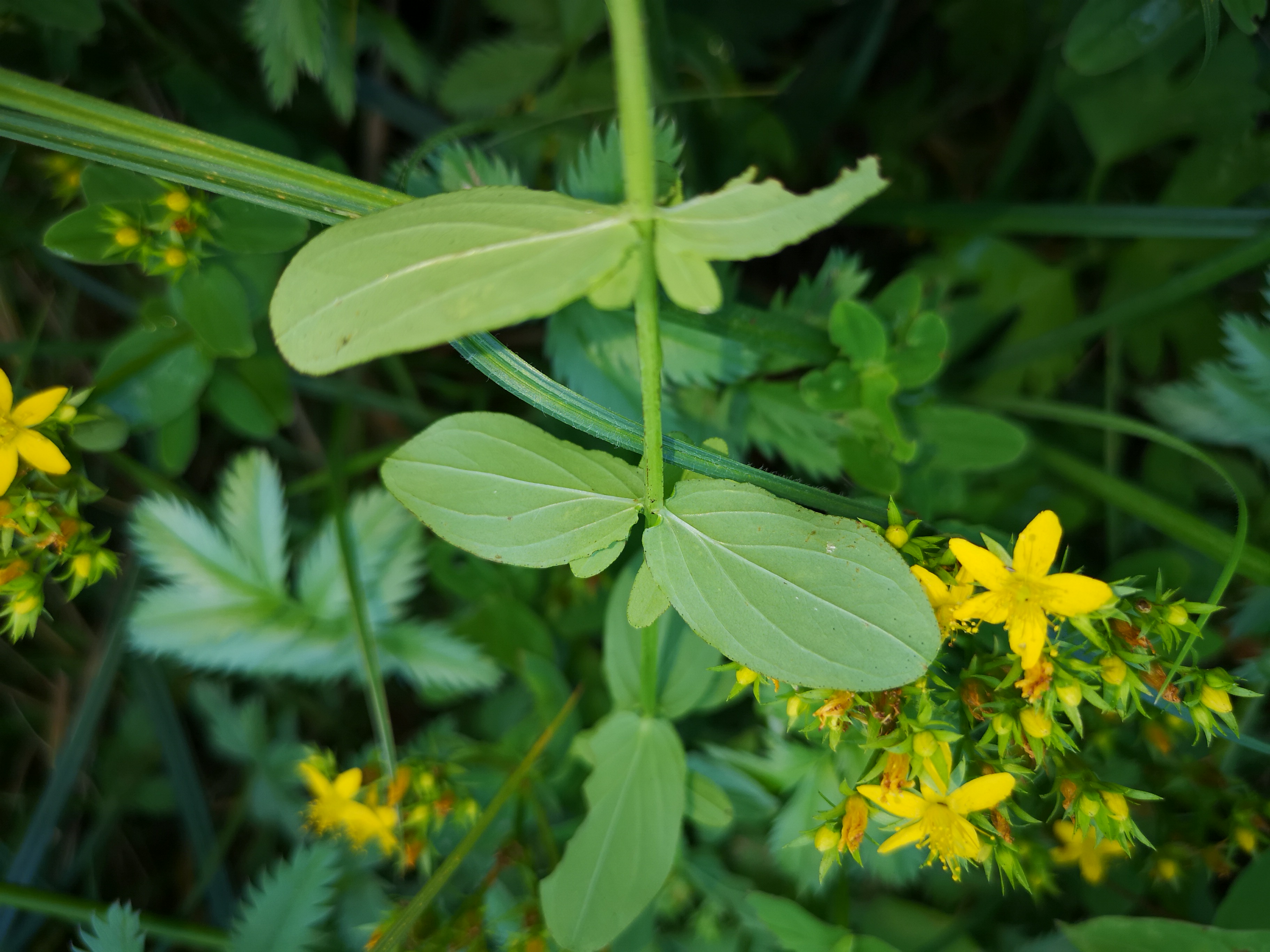 29072018184048 3842 art 2281 img 20180727 123436