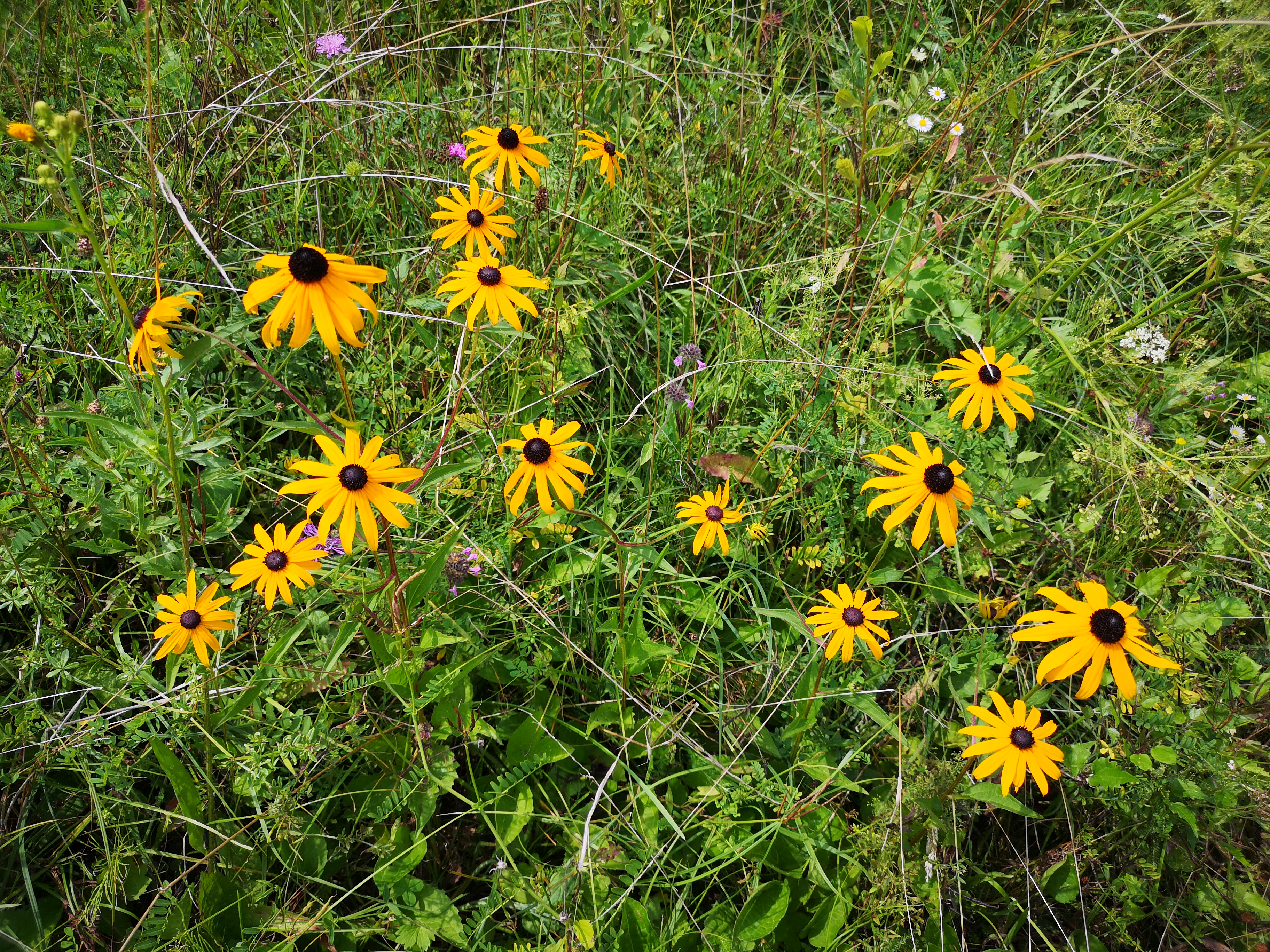 29072018185030 3843 art 2282 img 20180727 134118