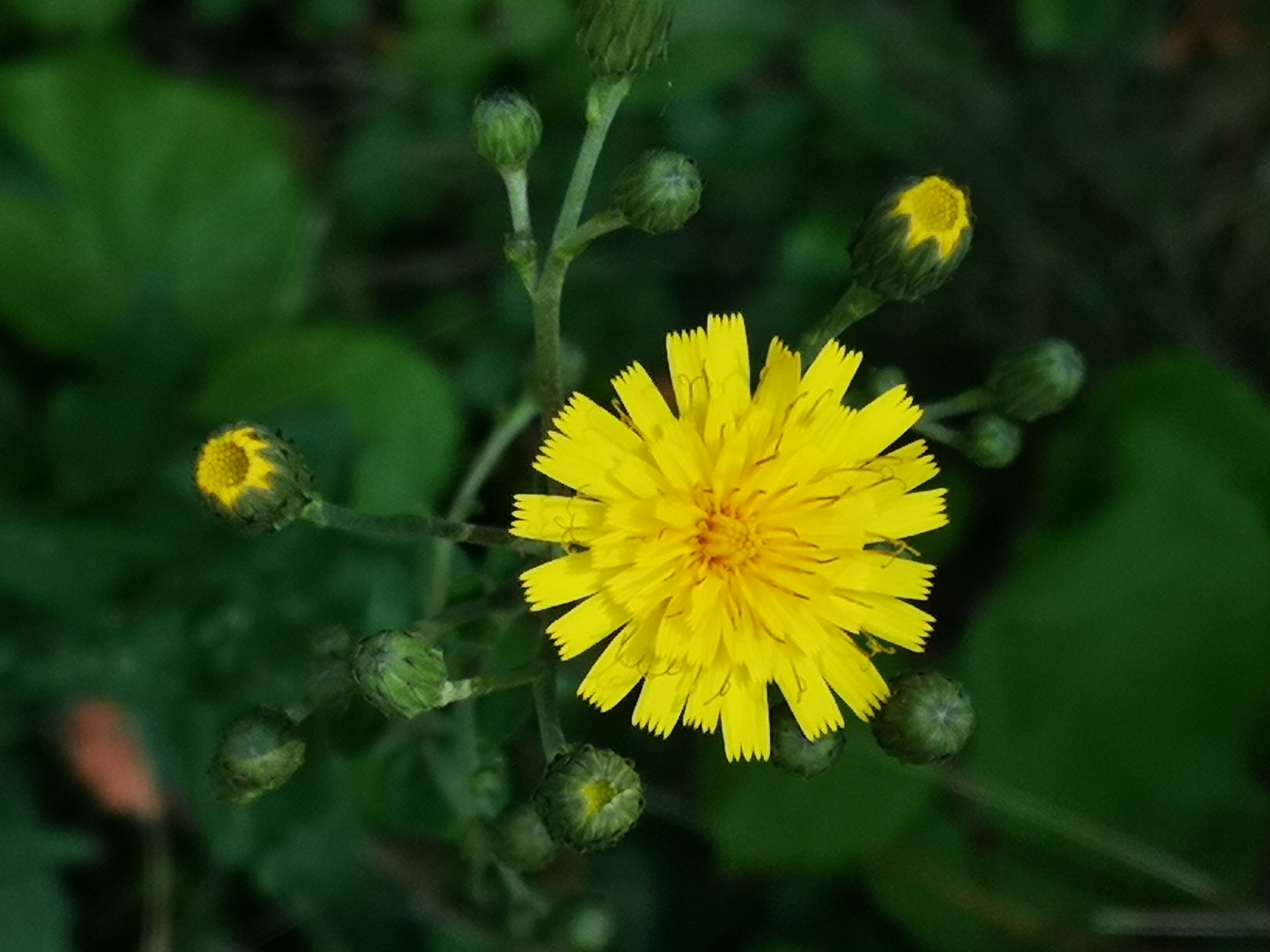 29072018190319 3844 art 2283 img 20180729 092447