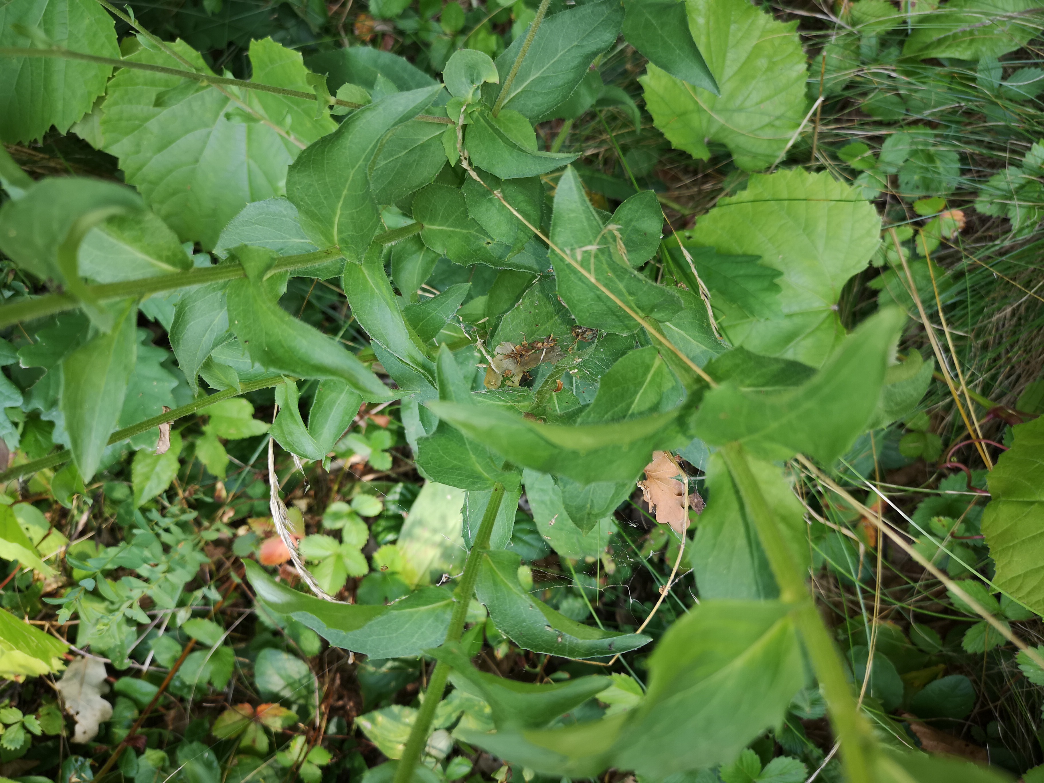 29072018190924 3845 art 2283 img 20180729 092513