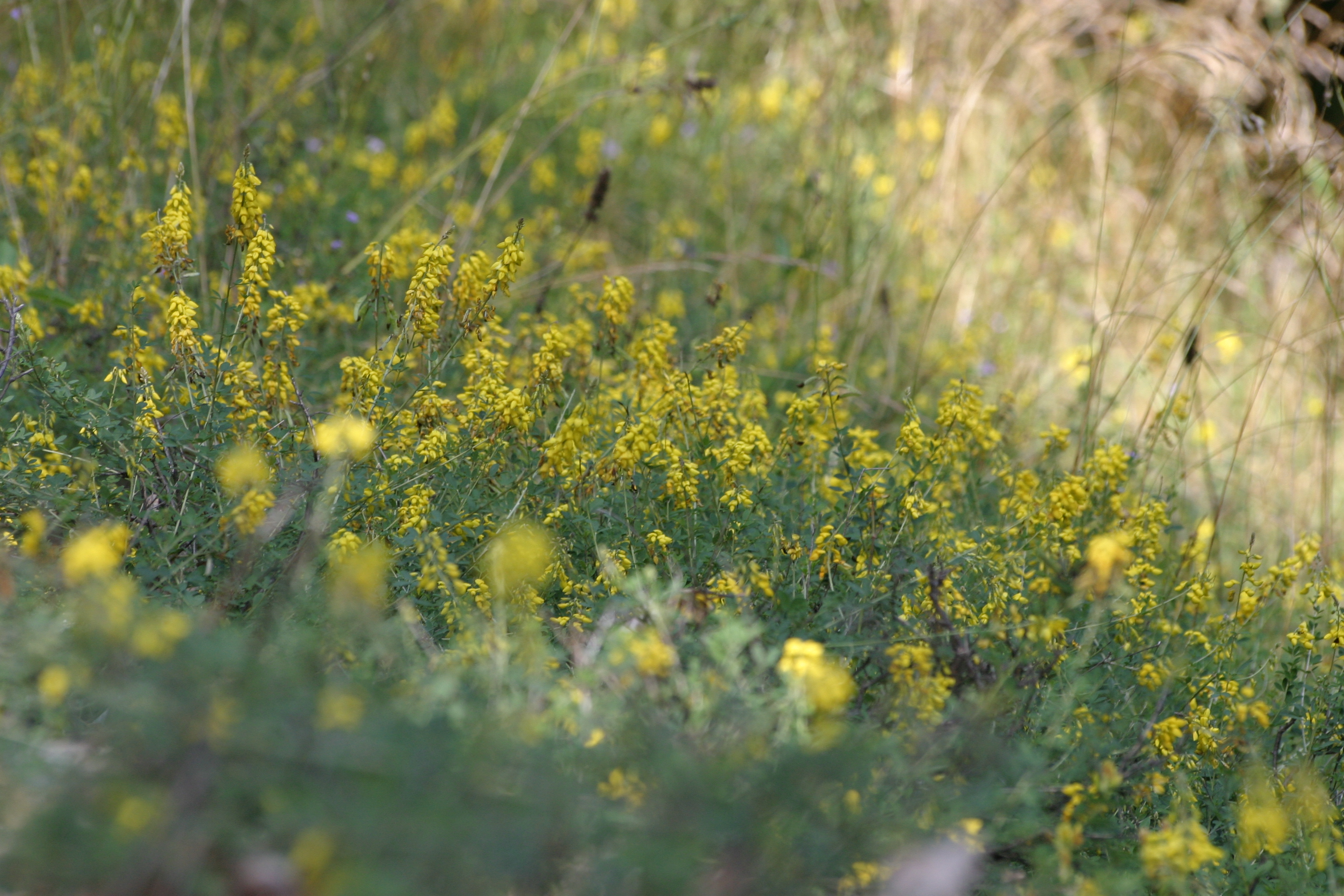 29082013000126 1705 art 1258 cytisus nigricans img 1031 7