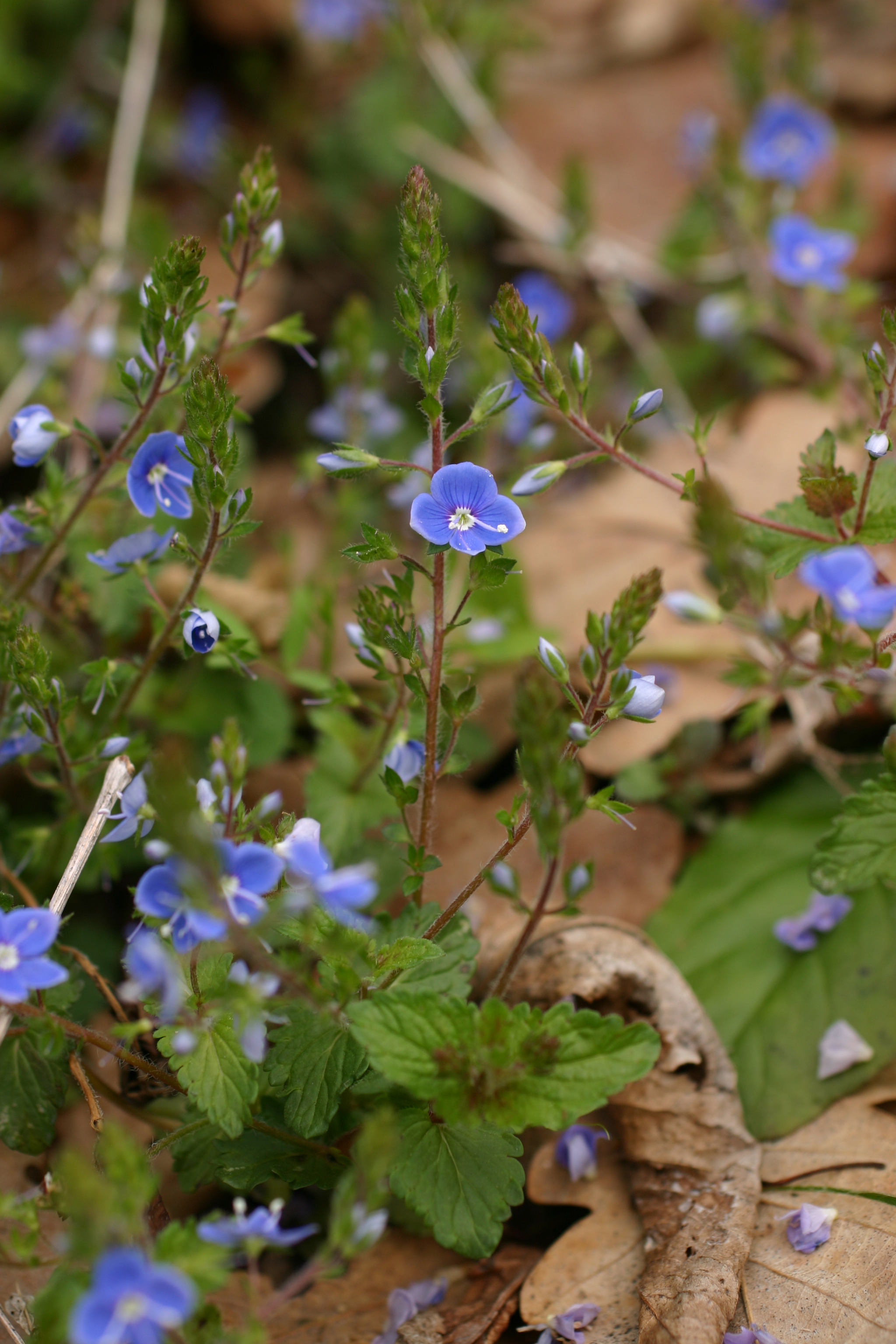 29082013000350 1706 art 1244 veronica chamaedrys bschaidkg sud img 6610 4