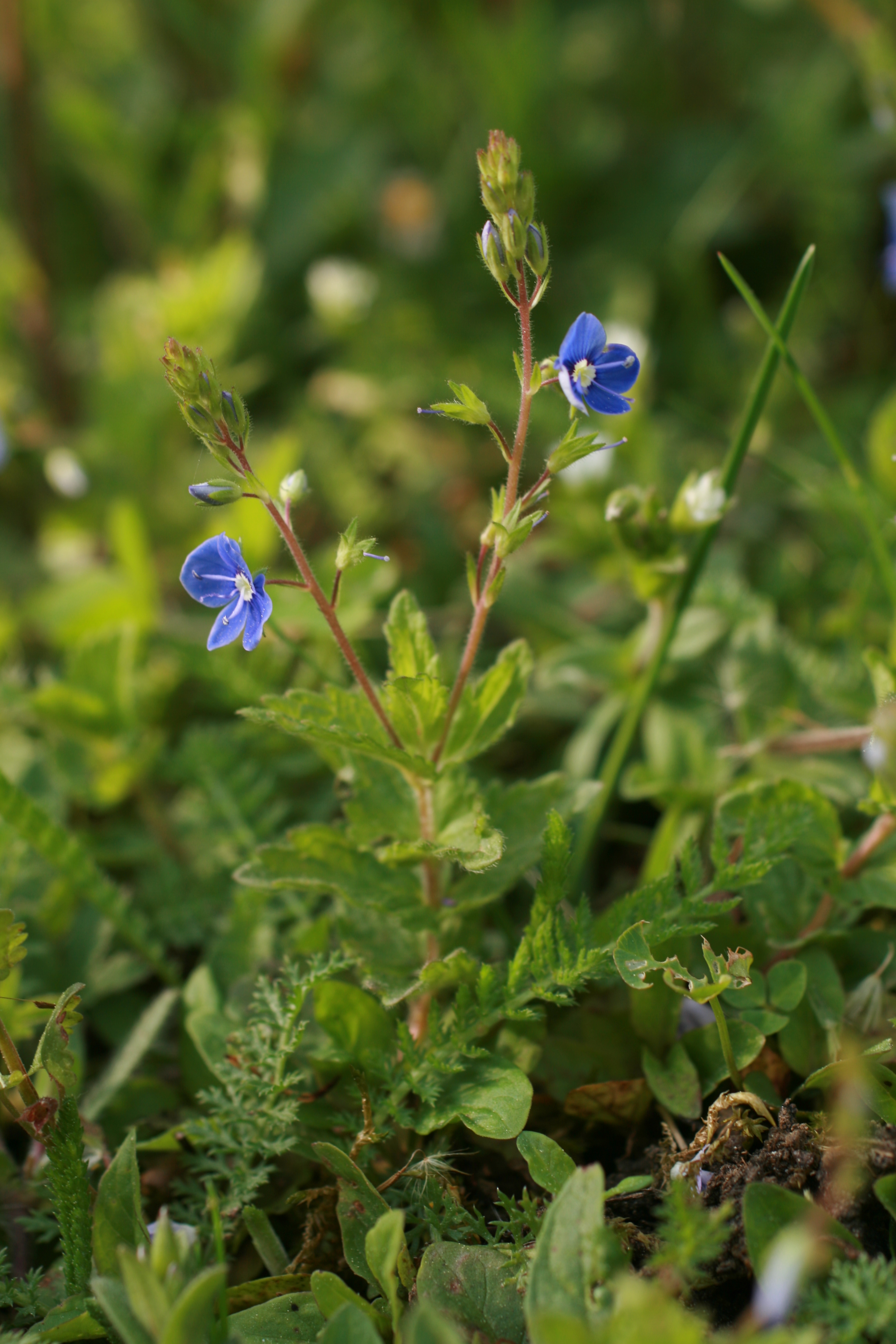 29082013000914 1707 art 1244 veronica chamaedrys burgfried 43 3