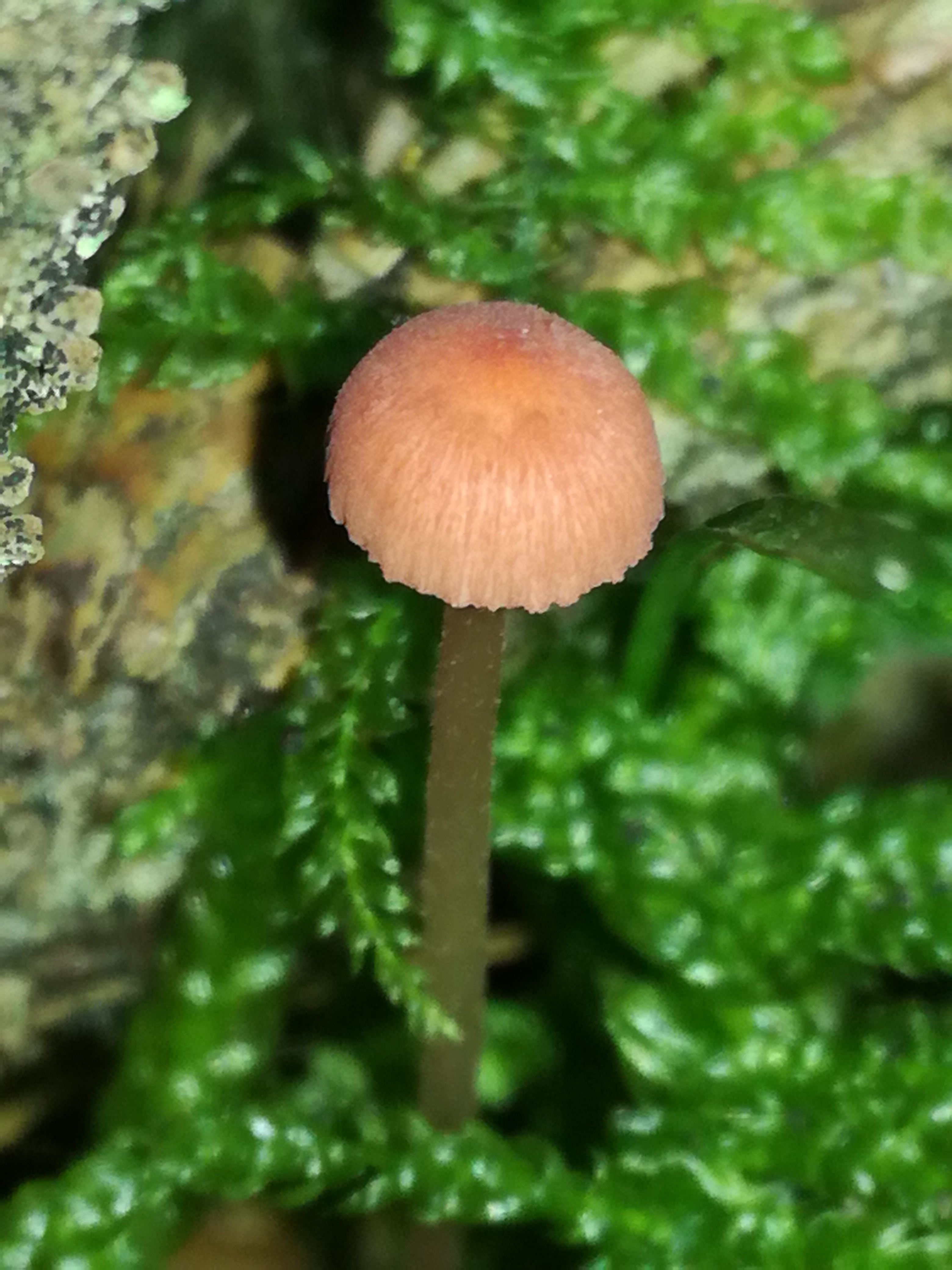 29102017201634 3173 art 1901 img 20171013 155012