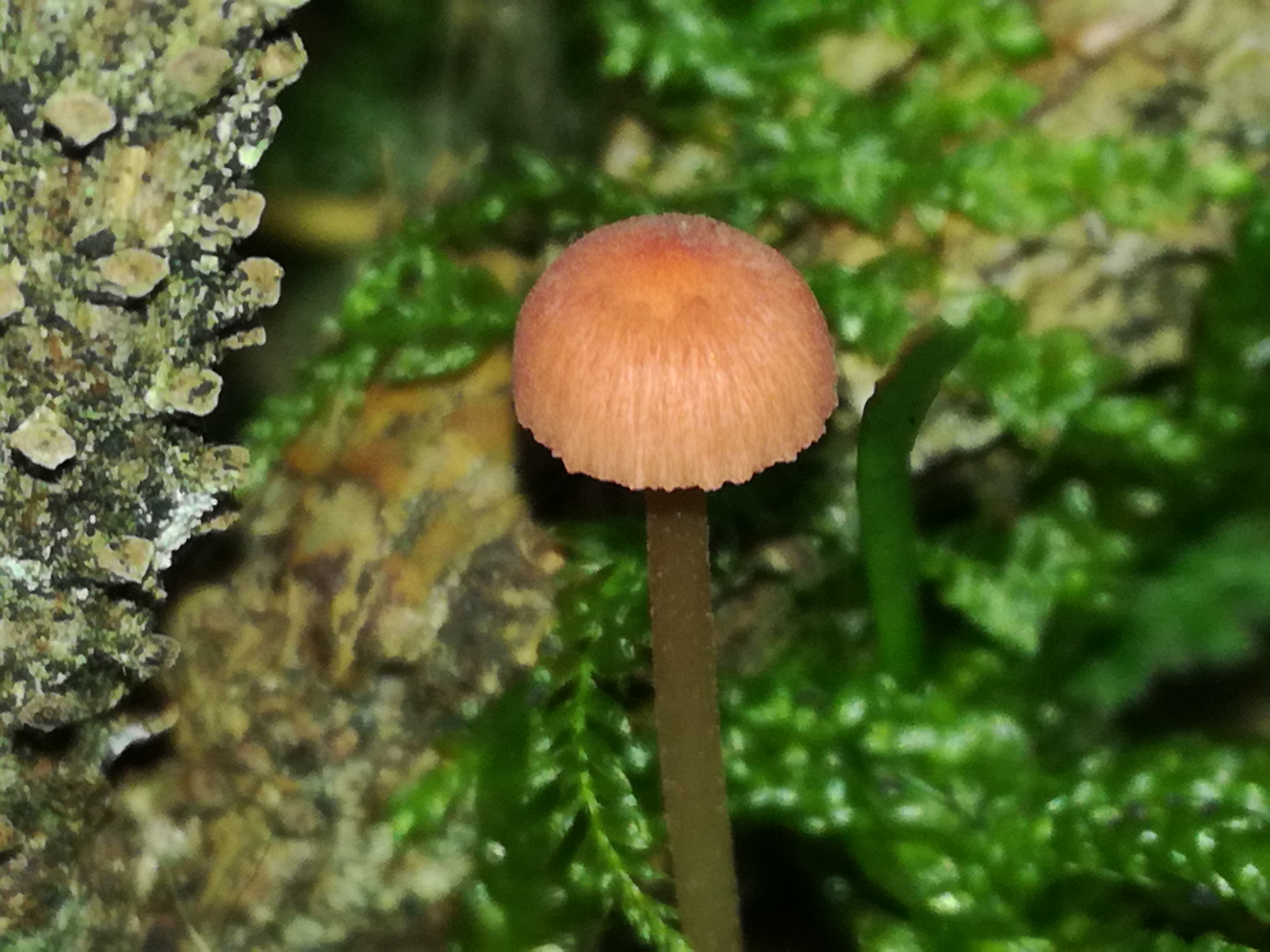 29102017201740 3174 art 1901 img 20171013 155036