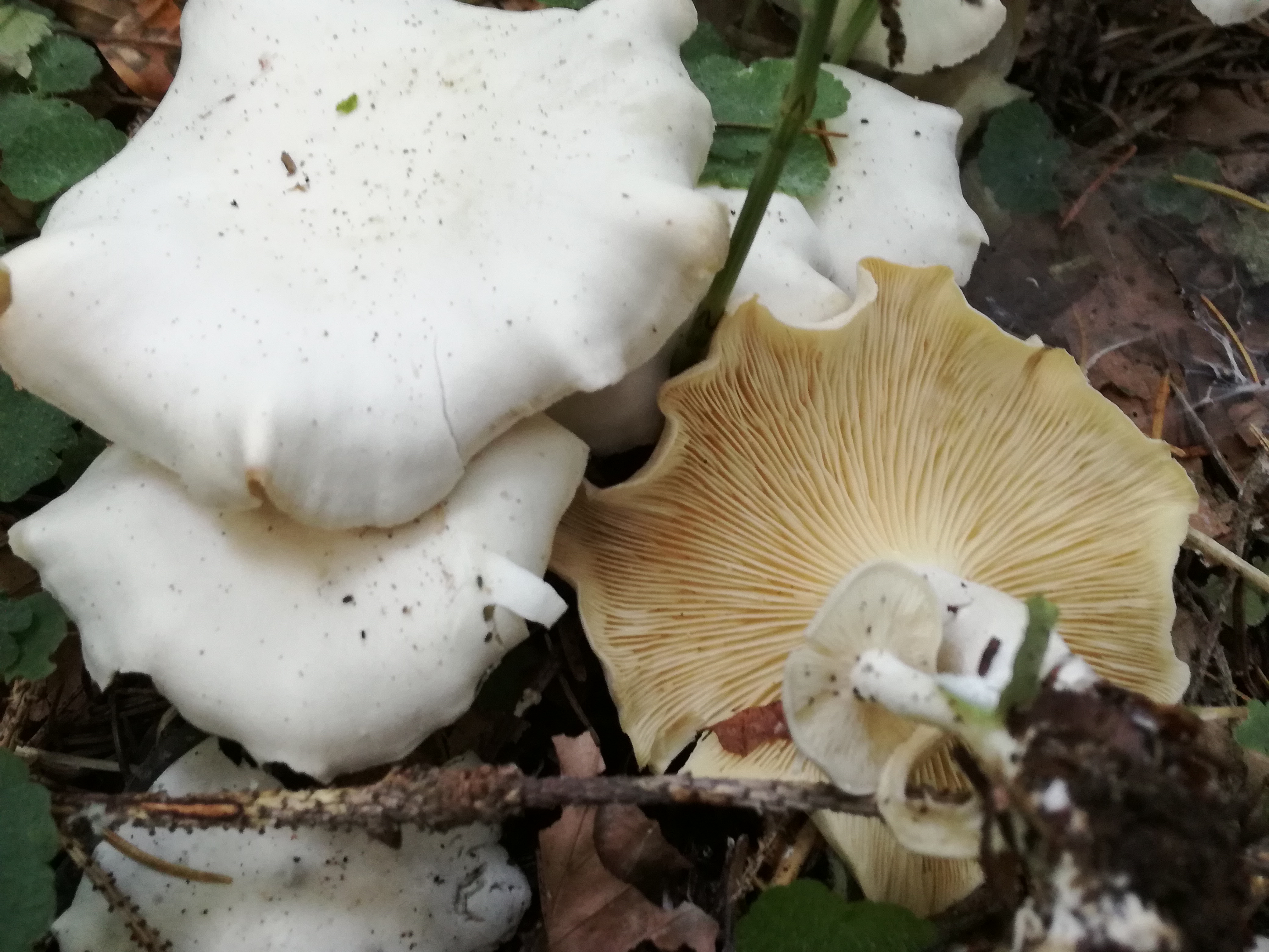 29102017203831 3175 art 1902 img 20171013 155958