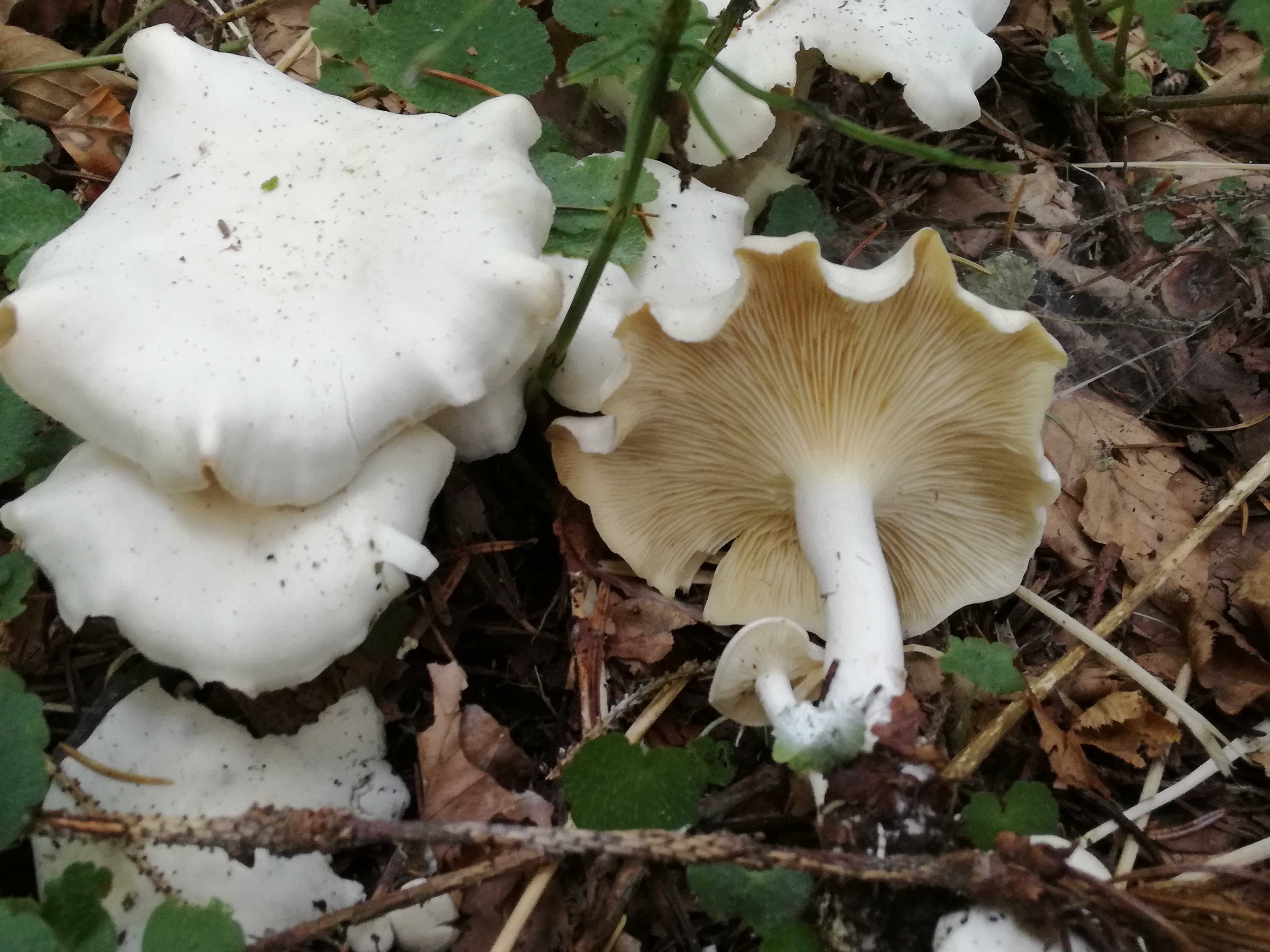 29102017203956 3176 art 1902 img 20171013 160007