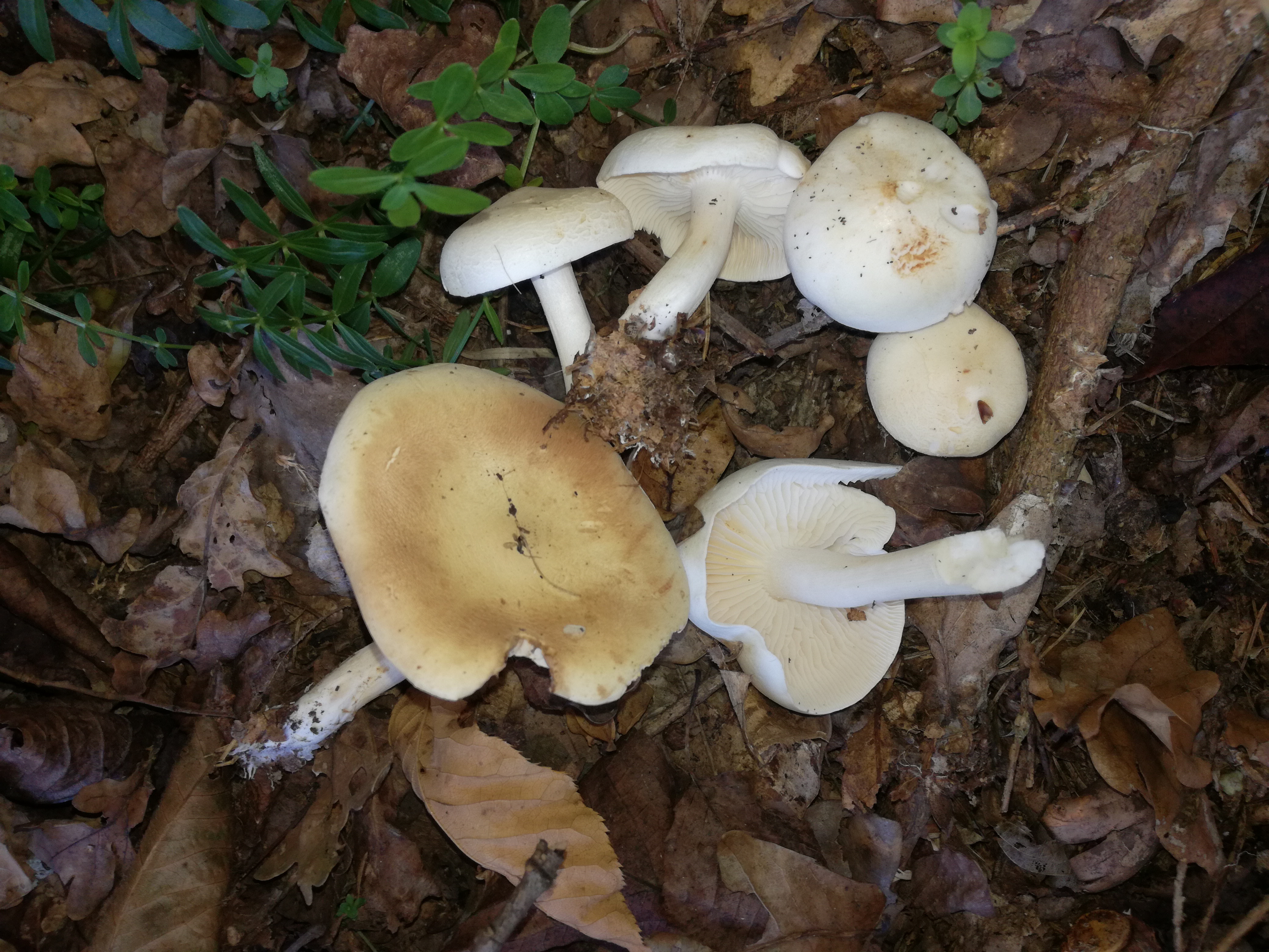 29102017210355 3178 art 1903 img 20171015 134501