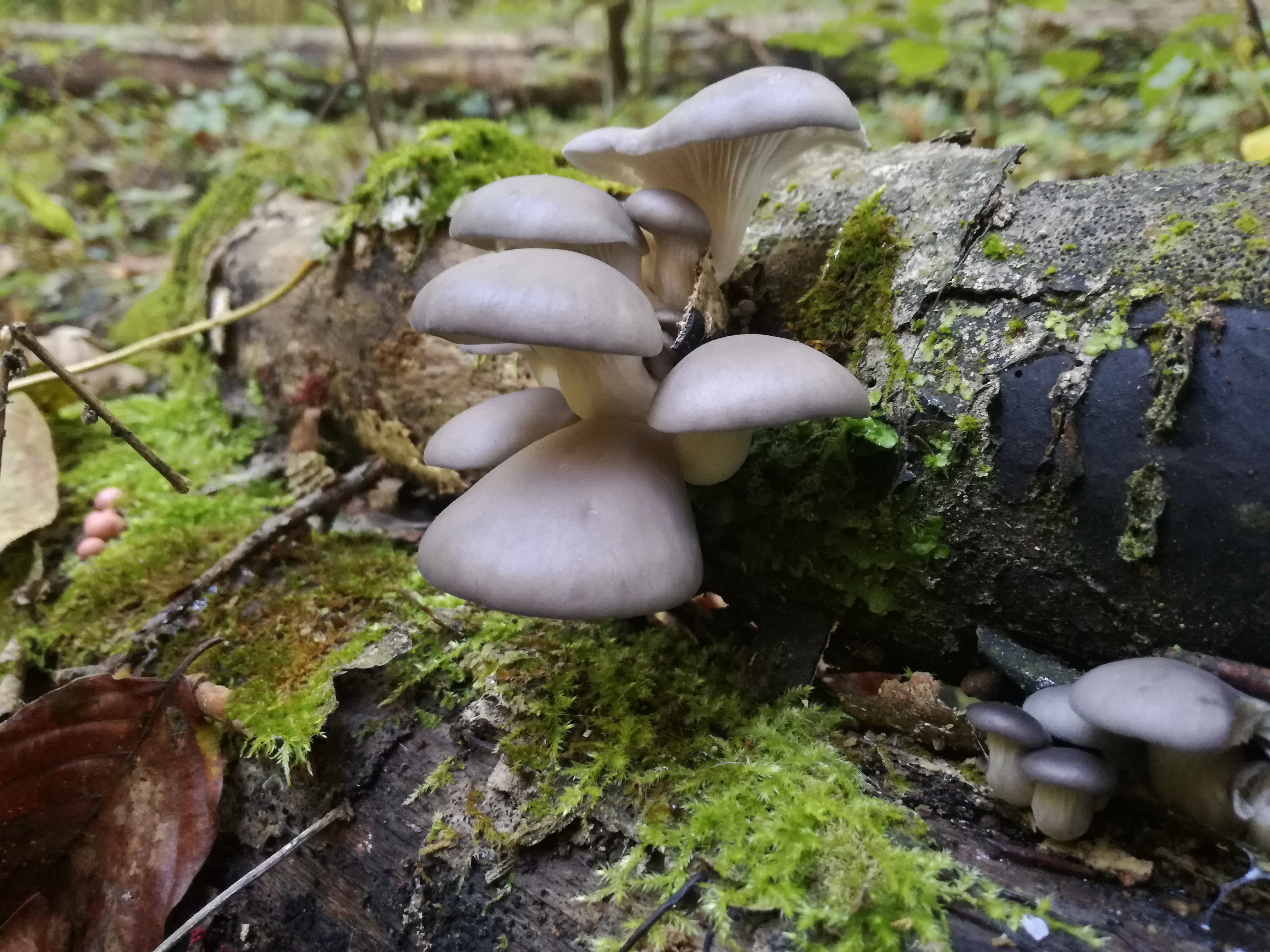 29102017211722 3179 art 1904 img 20171015 140824