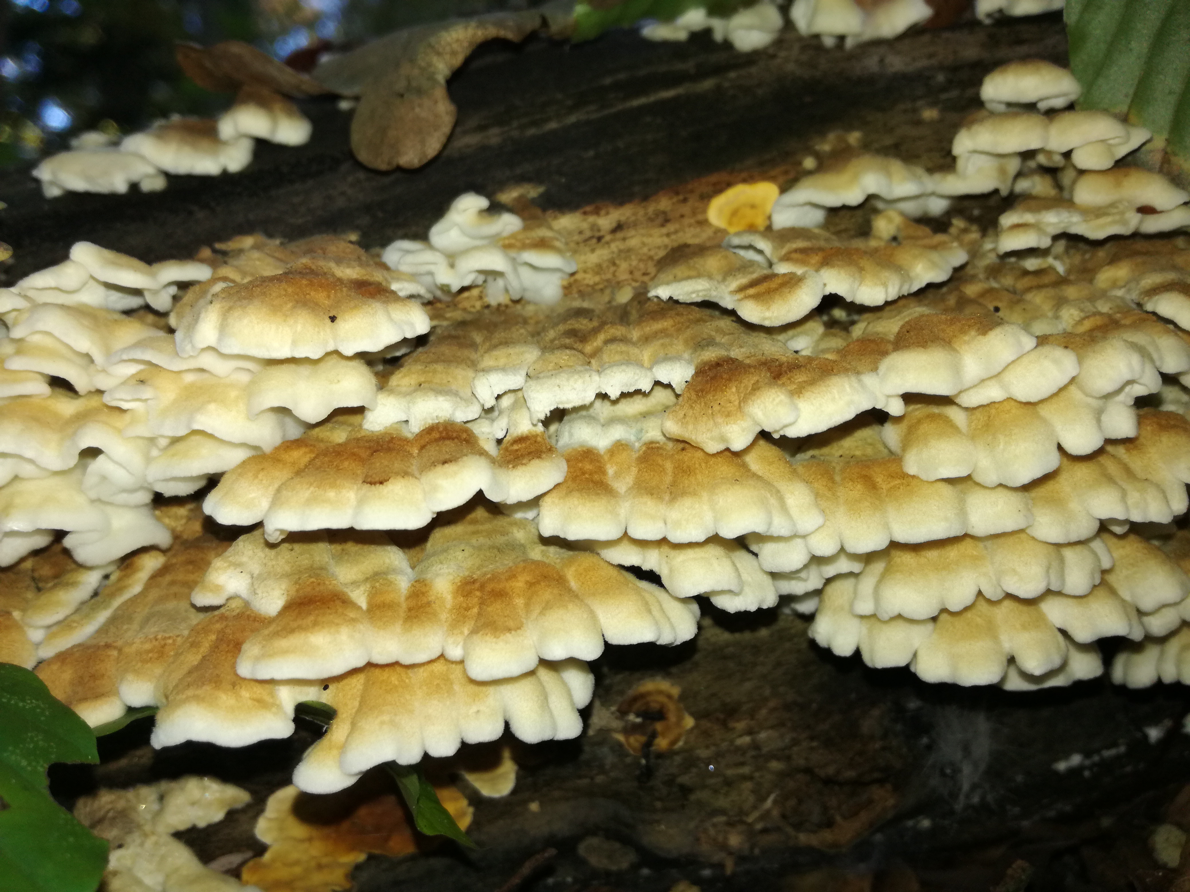 29102017213312 3180 art 1905 img 20171015 141202