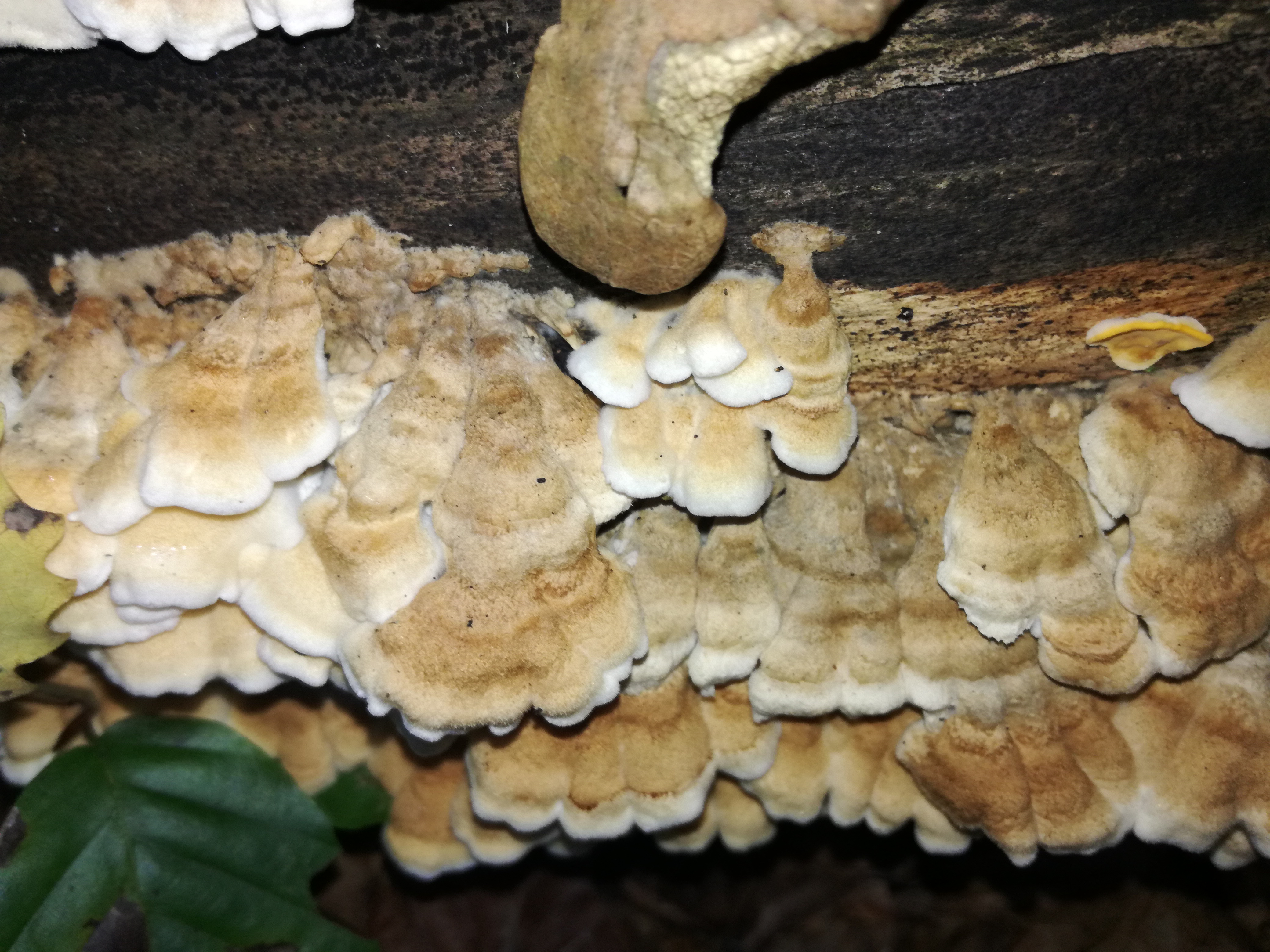 29102017213439 3181 art 1905 img 20171015 141209