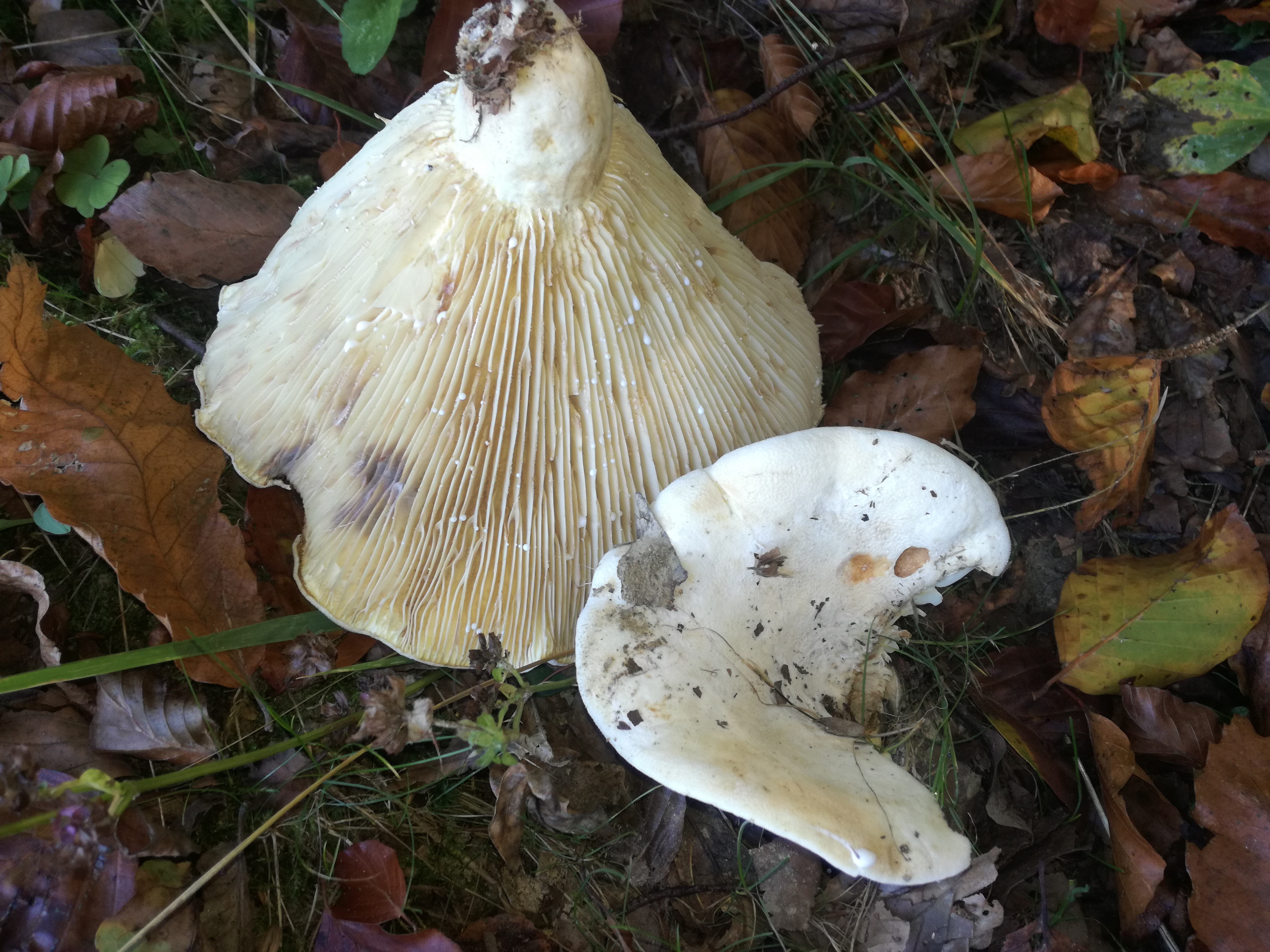 29102017215334 3182 art 1906 img 20171015 143155