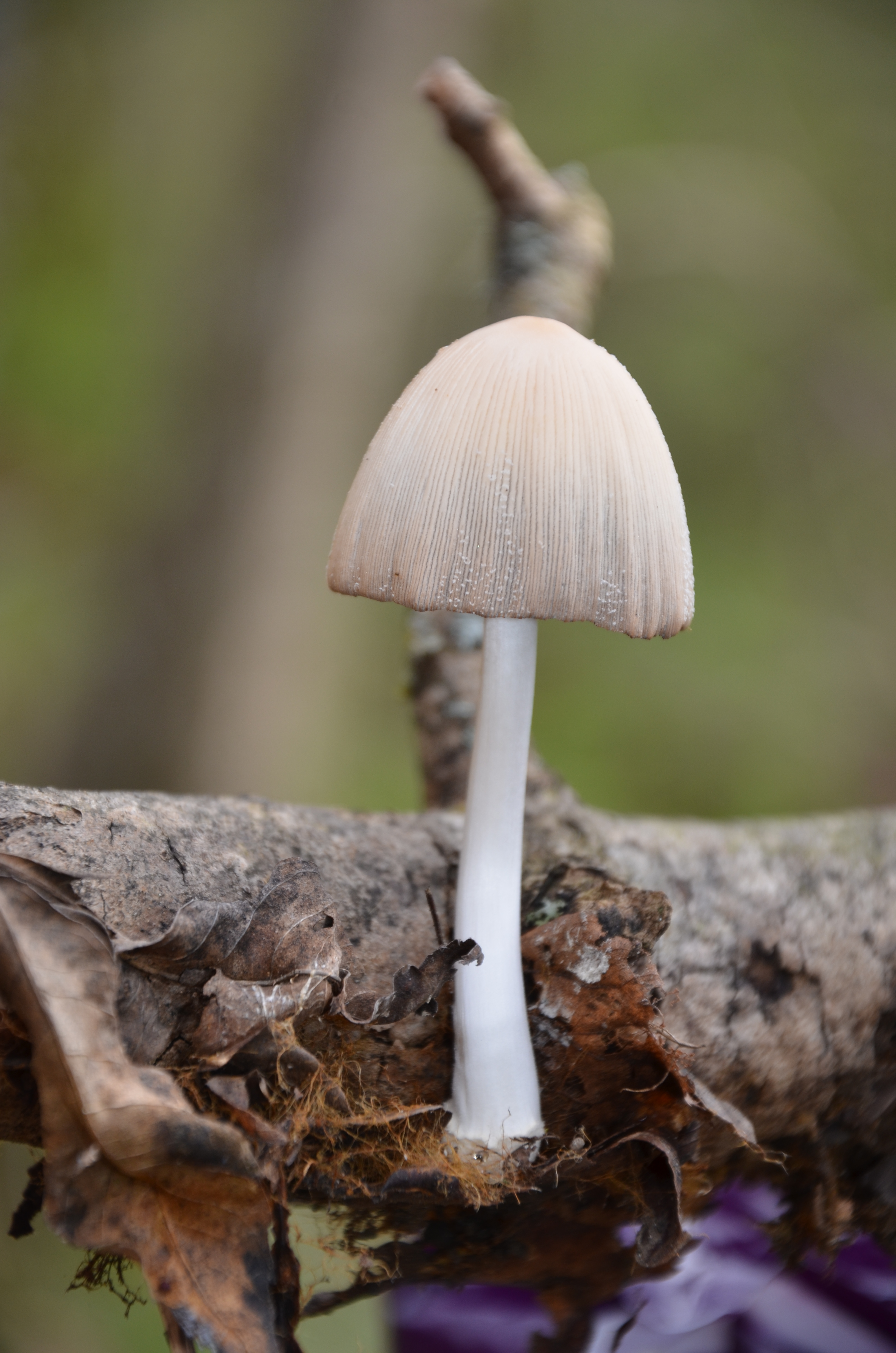 30032014114320 2271 art 1443 coprinus domesticus 1
