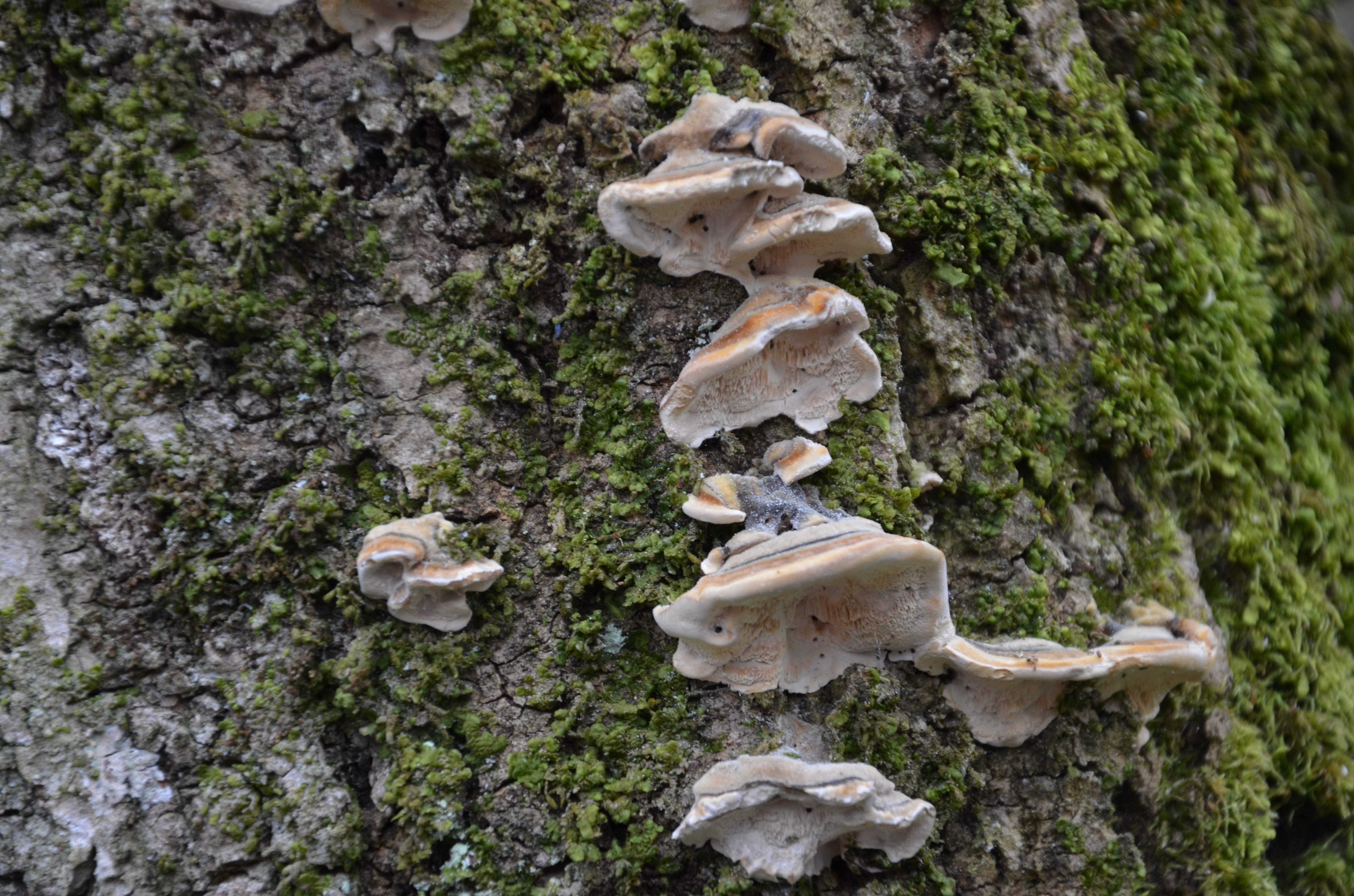 30032014120527 2272 art 1444 trametes multiformis 1