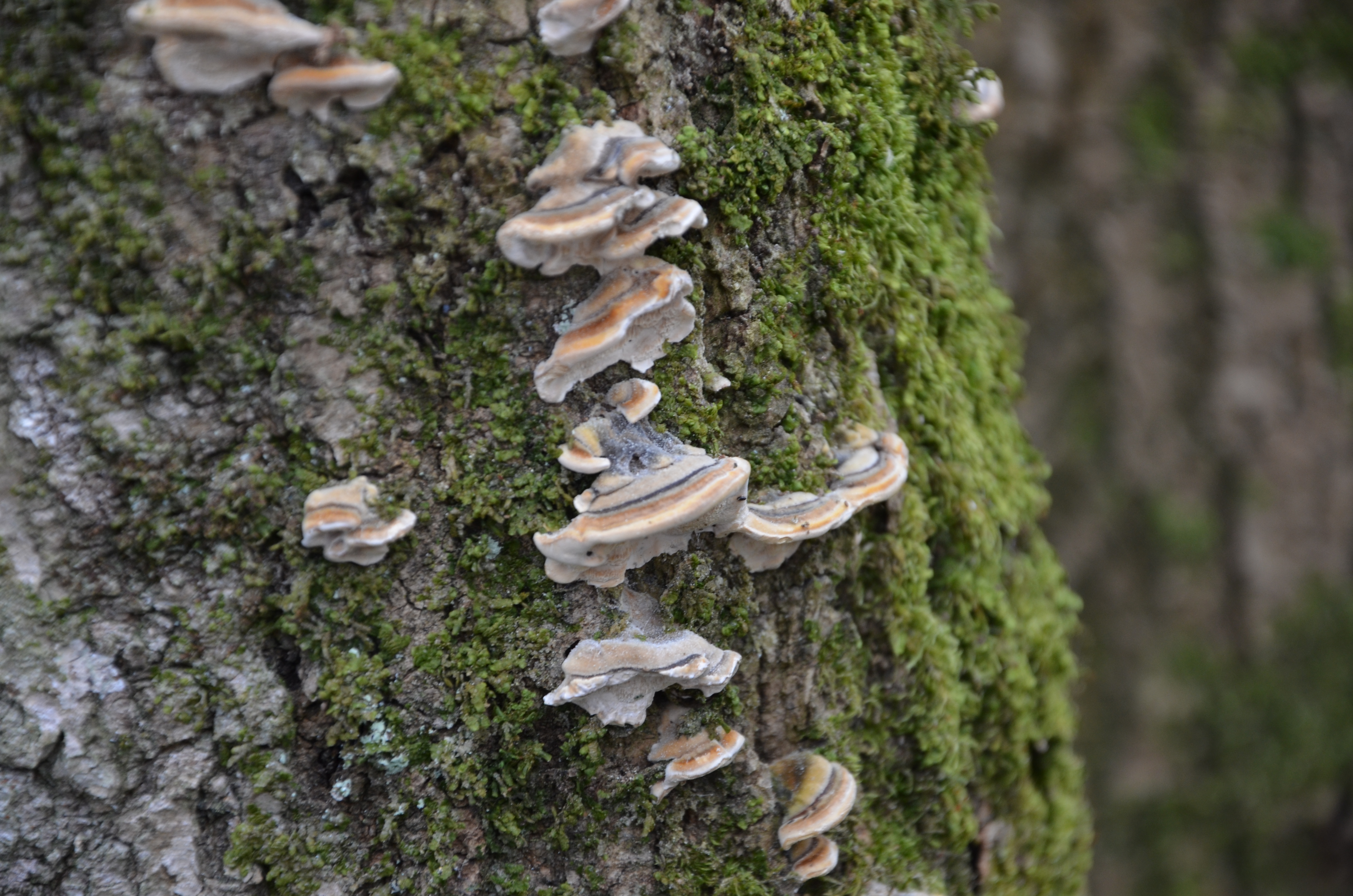 30032014120750 2273 art 1444 trametes multiformis 2