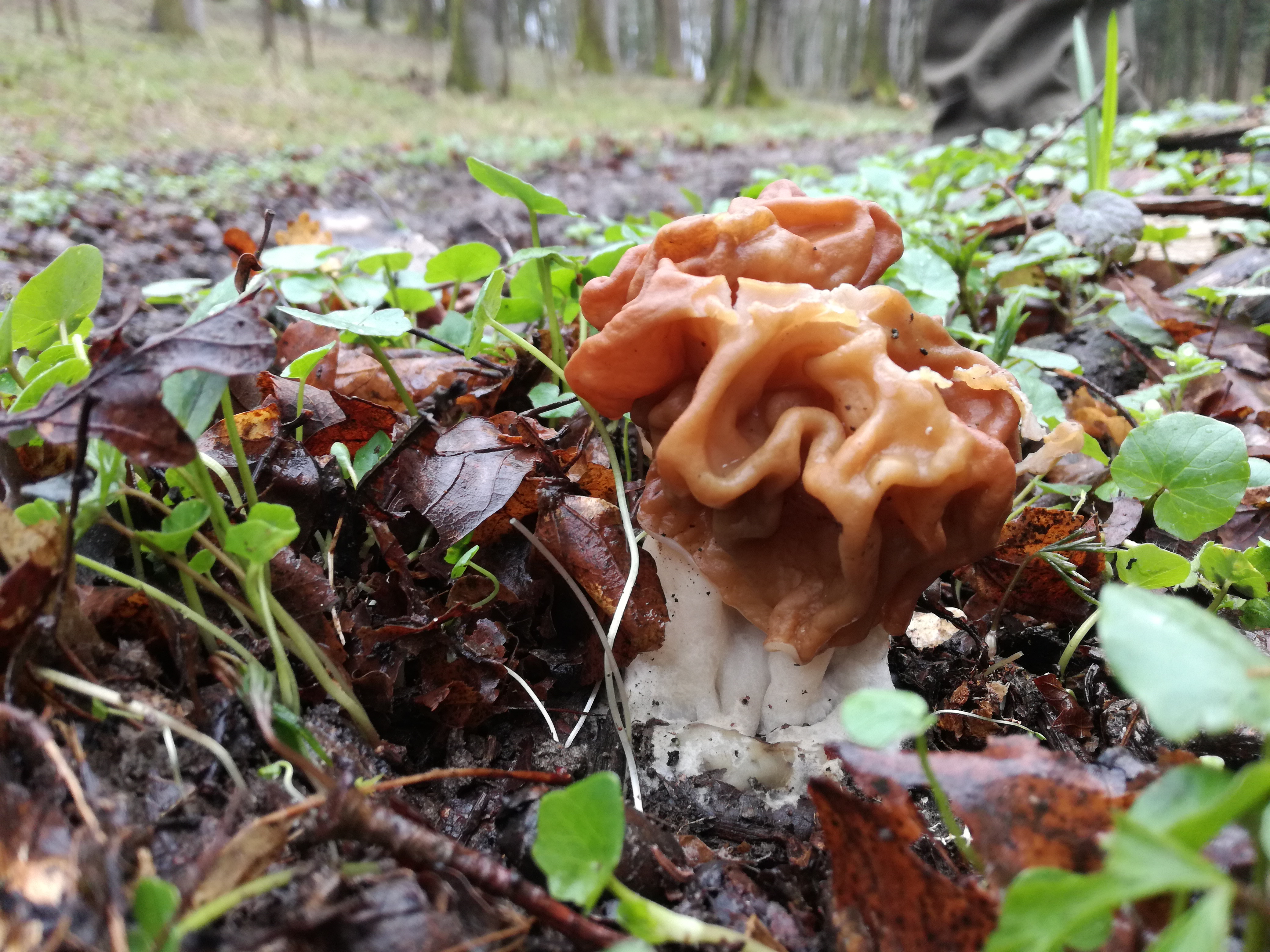 30032018172141 3489 art 162 img 20180330 142151