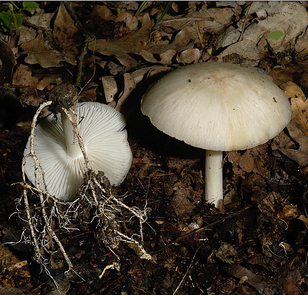 30042013081451 143 art 152 clitocybula platyphylla 4908 43 kopie