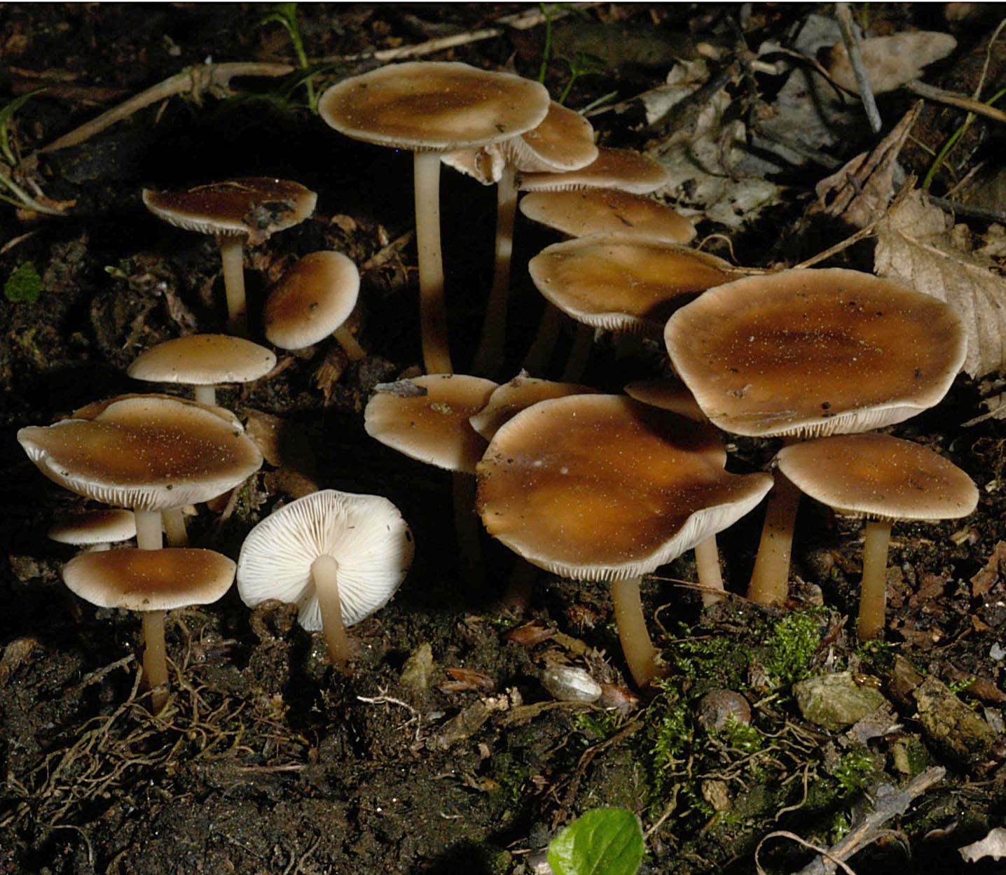 30042013091847 145 art 154 col dryophila 4902 13 kopie