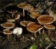 Gemeiner Waldfreundrübling