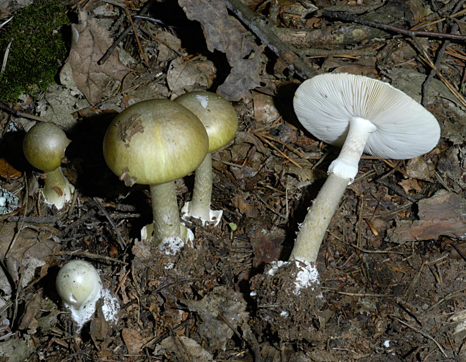 30042013101310 146 art 155 ama phalloides 5040 16 kopie