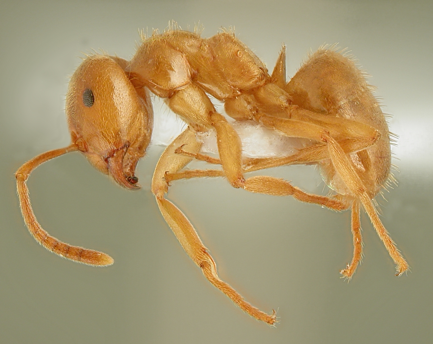 30042013104500 148 art 113 lasius citrinus lateral