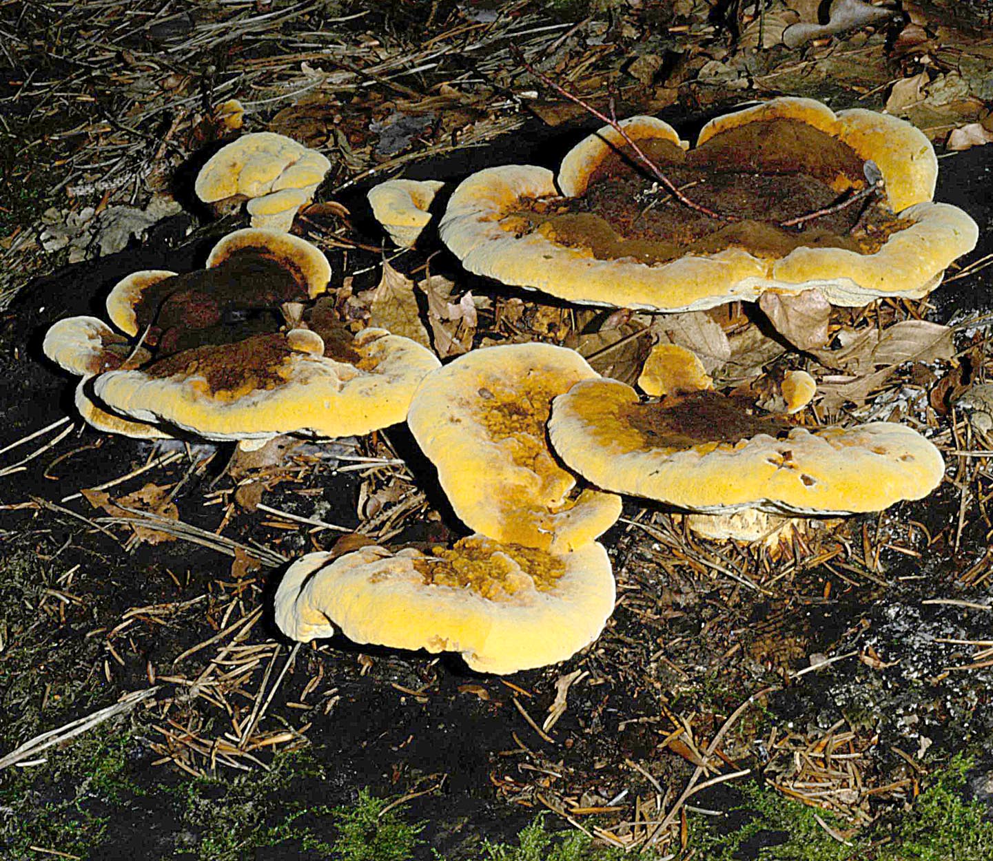 30042013105009 149 art 157 glo odoratum 5043 53 kopie