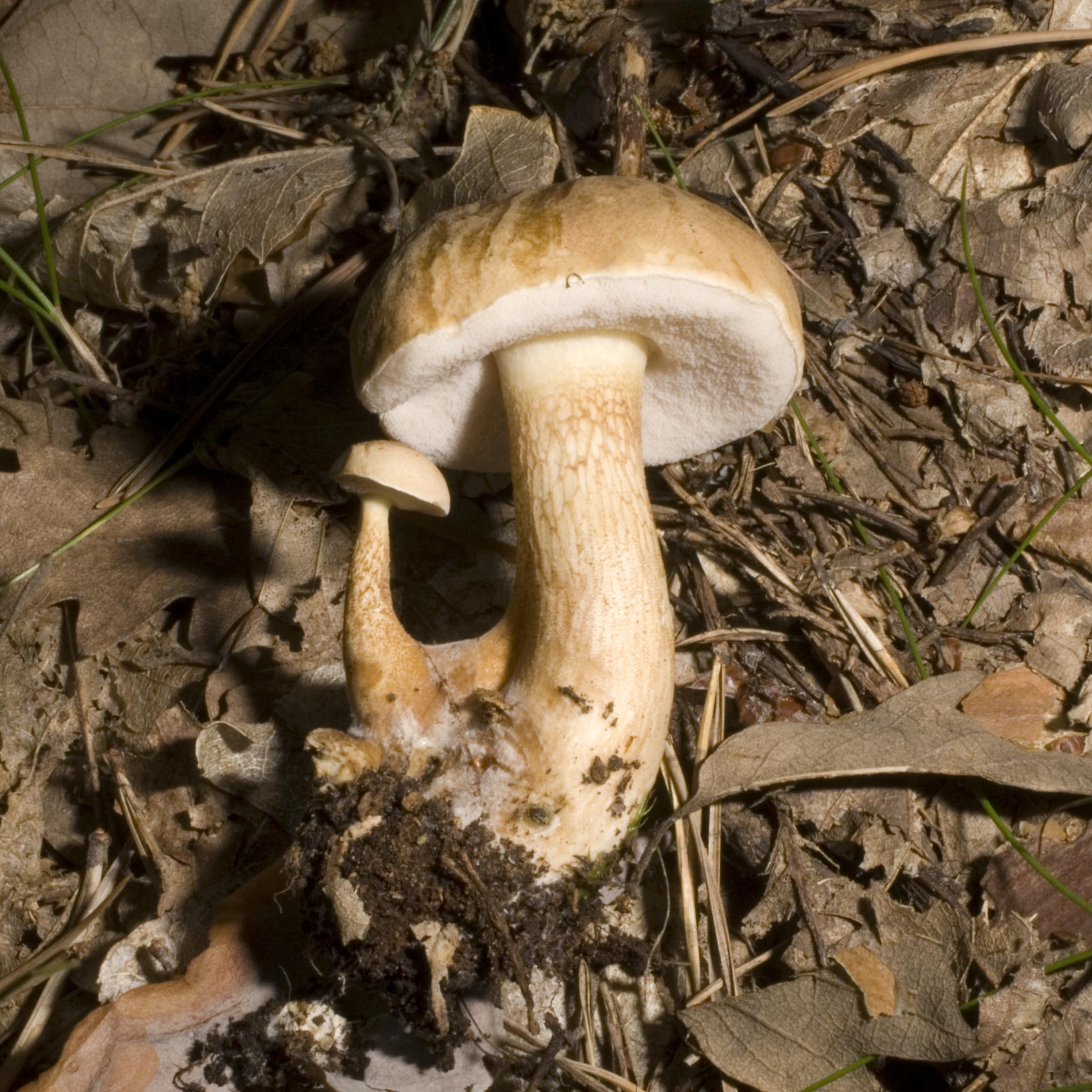 30042013110901 150 art 158 tyl felleus 5471 17 kopie