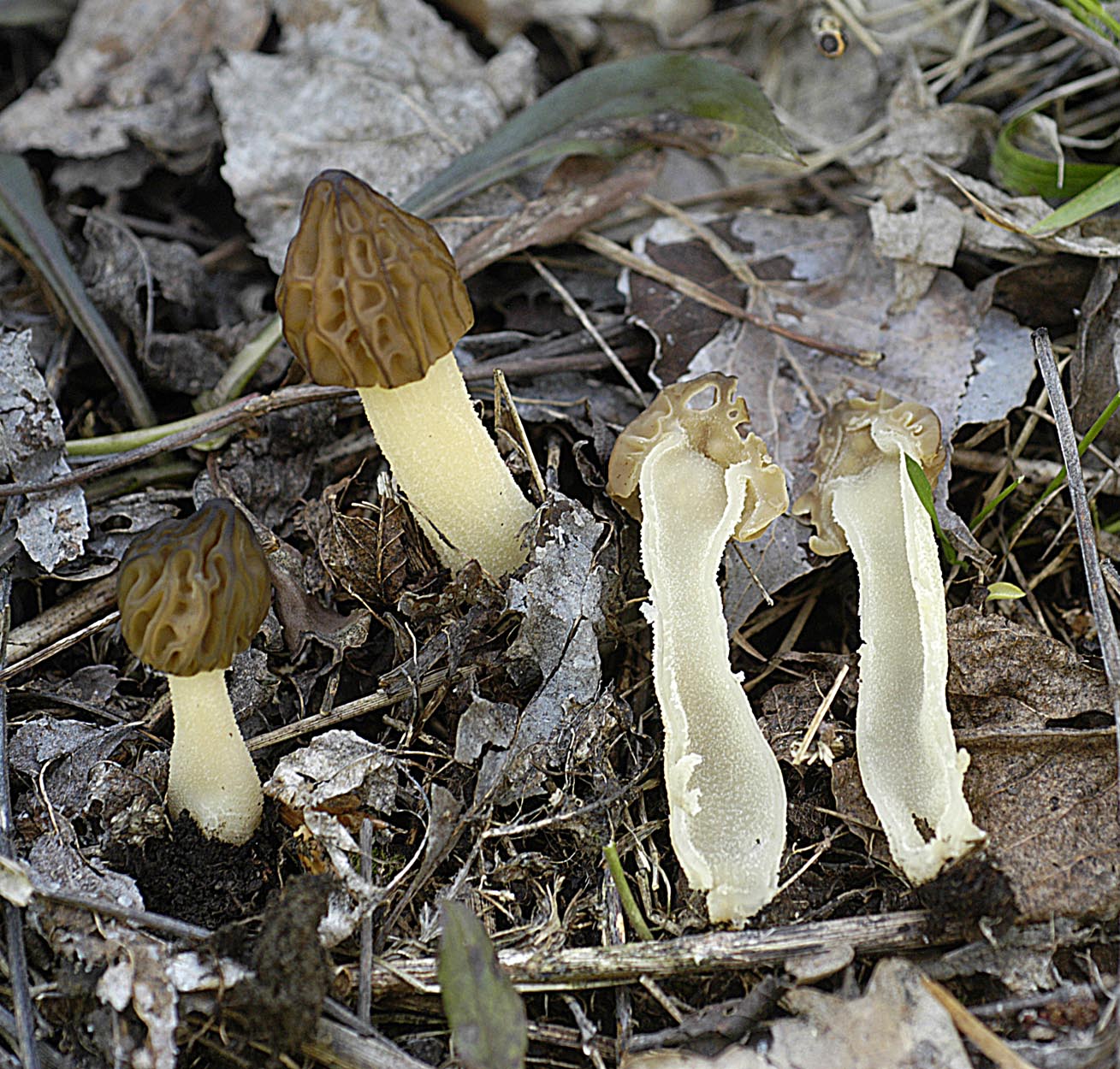 30042013130031 152 art 163 mit semilibera 4874 11 kopie