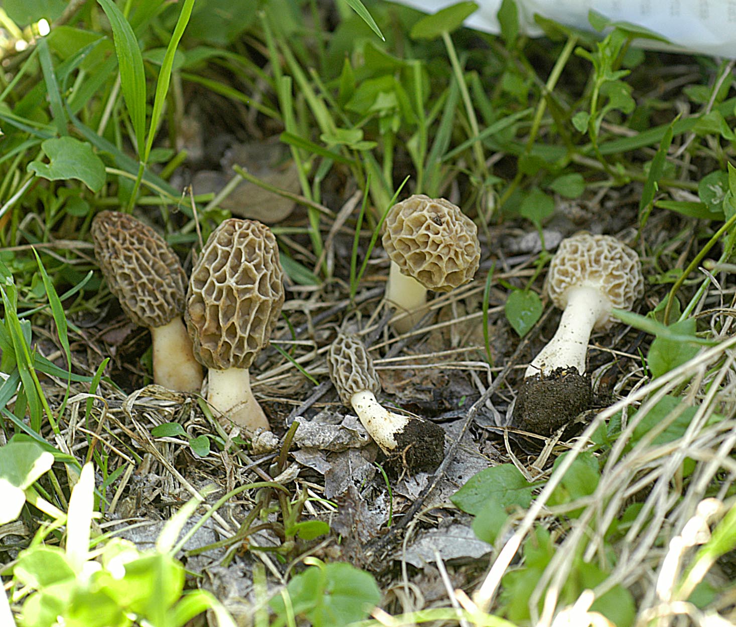 30042013131031 153 art 164 mor esculenta 4875 26 kopie