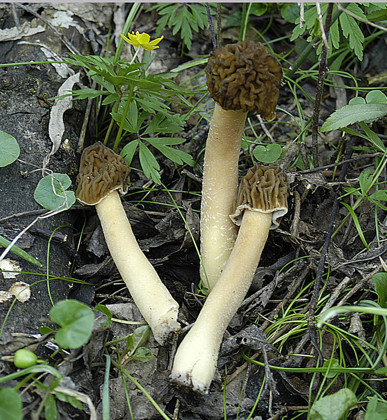 30042013132853 155 art 166 pty bohemica 4872 2 kopie