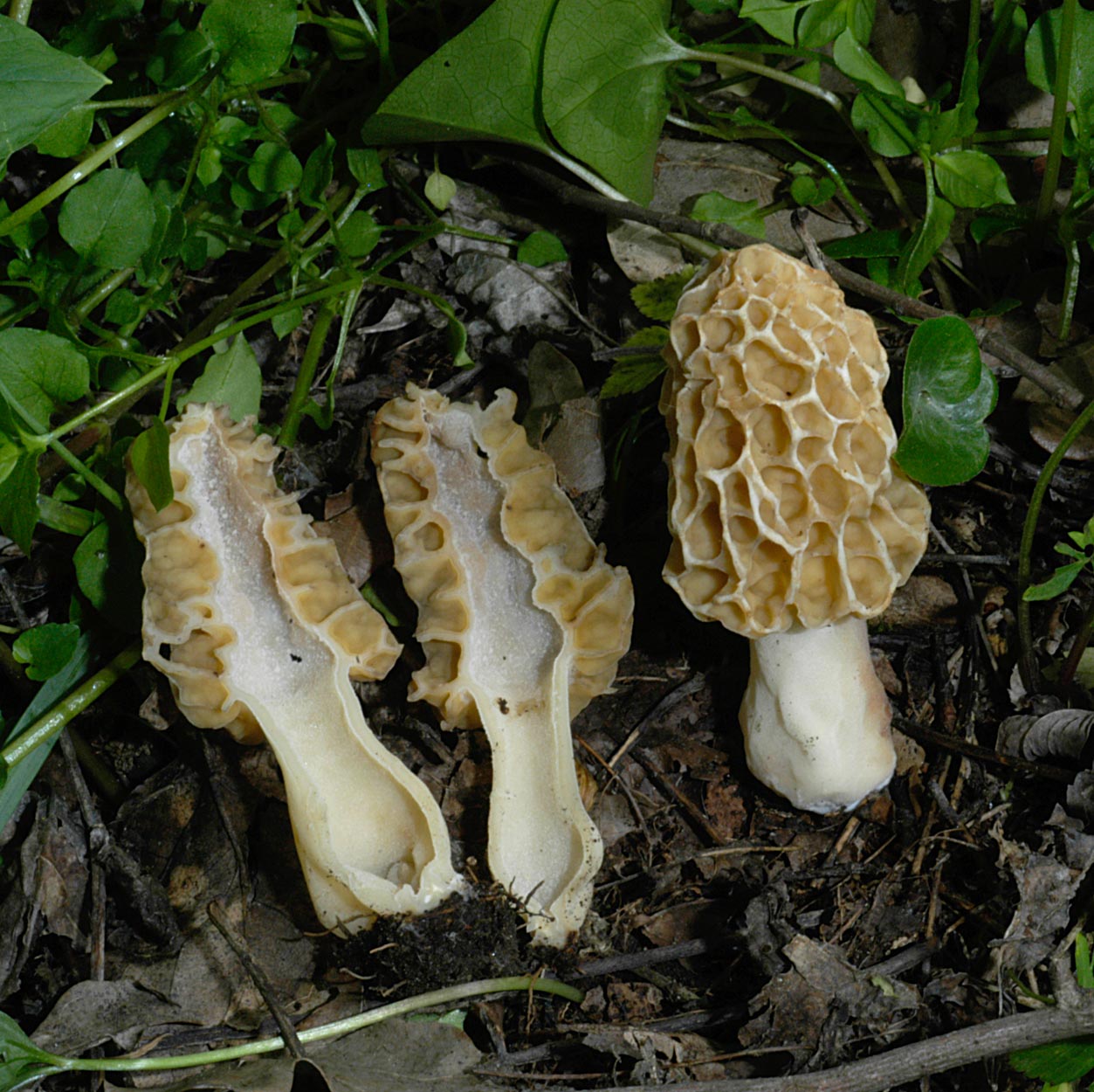 30042013133823 157 art 168 mor esculenta v rigida 4886 4 kopie